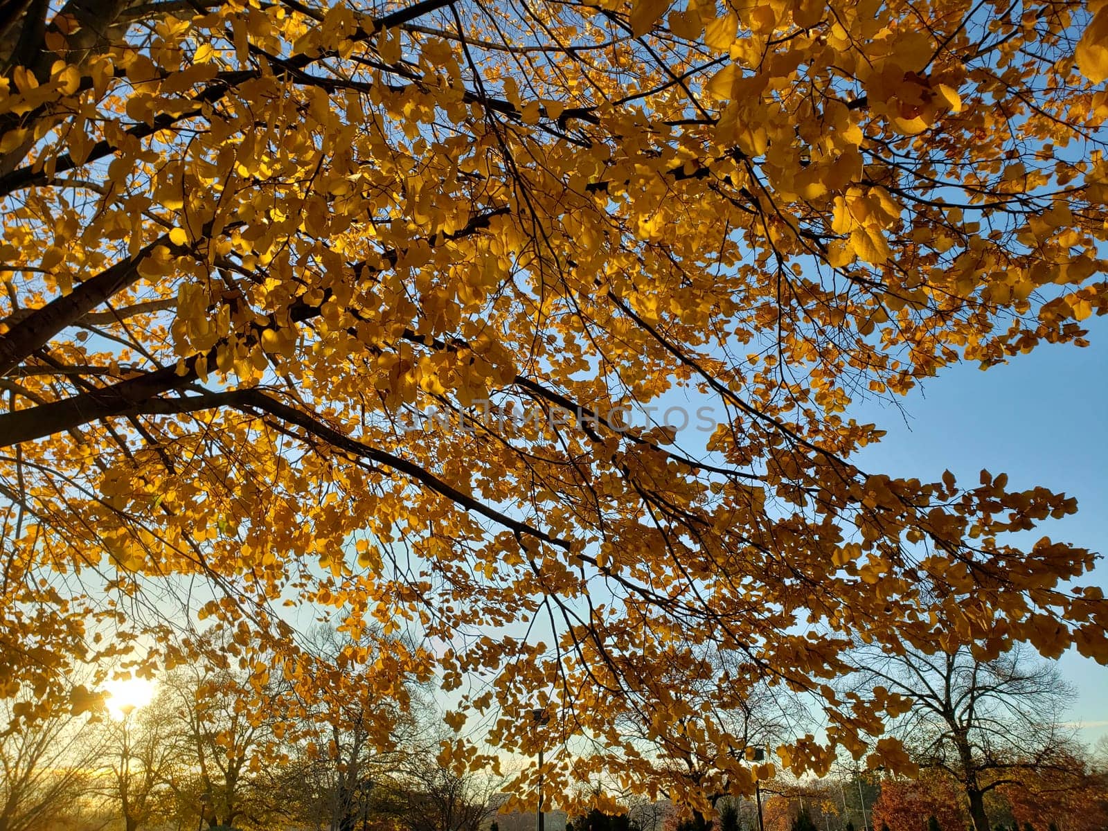 View of Golden Leaves of a Tree in Autumn