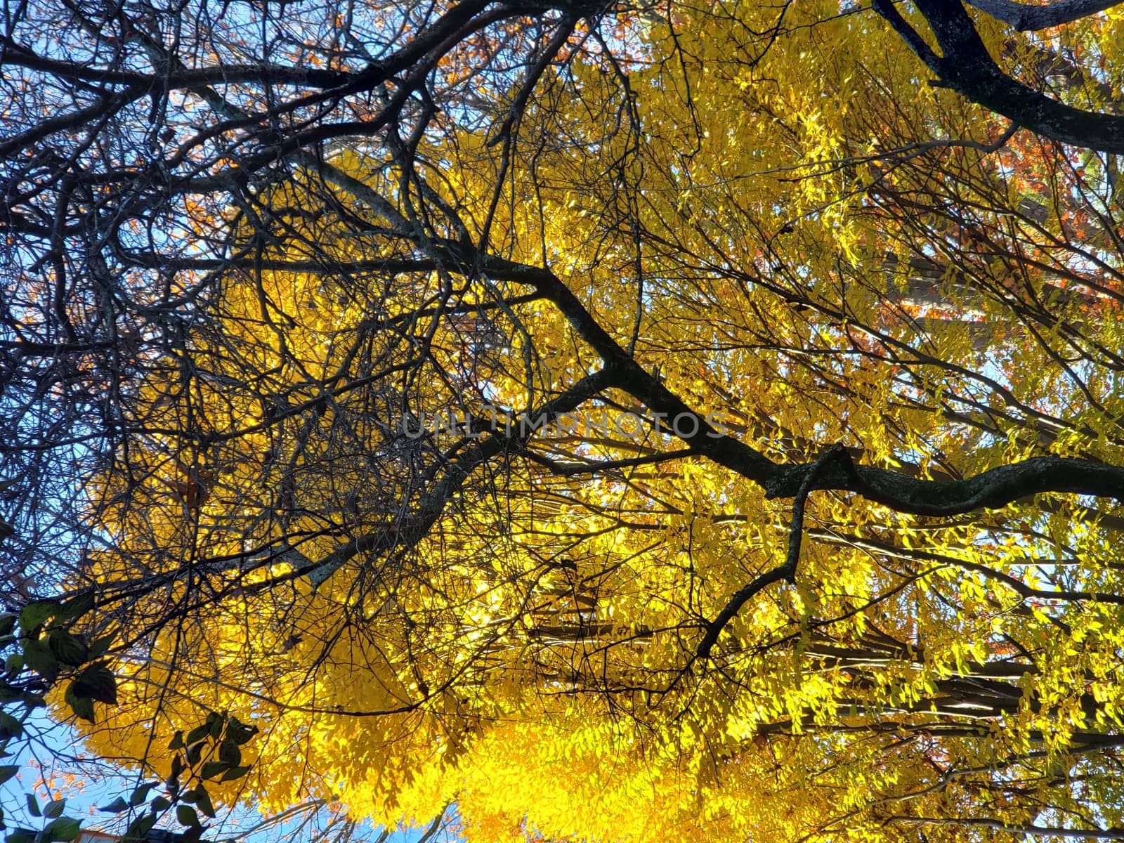 View of Golden Leaves of a Tree in Autumn