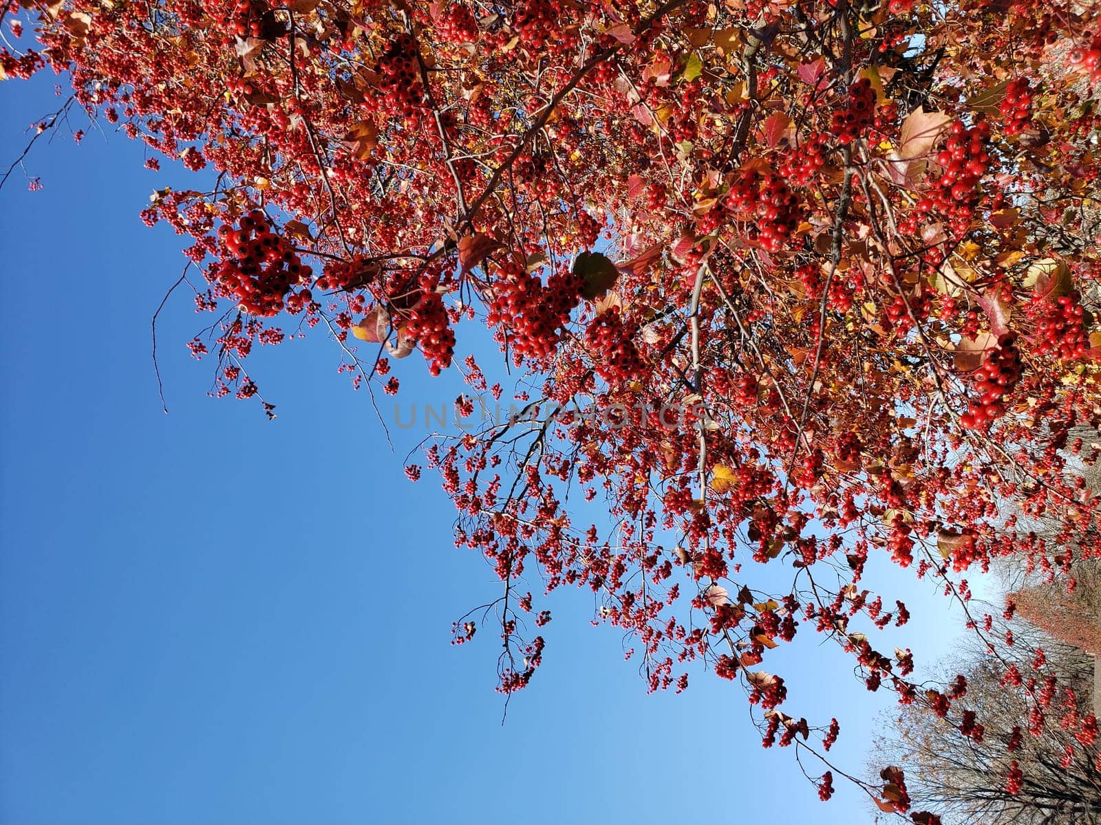 View of Red Berries on a Tree in Autumn