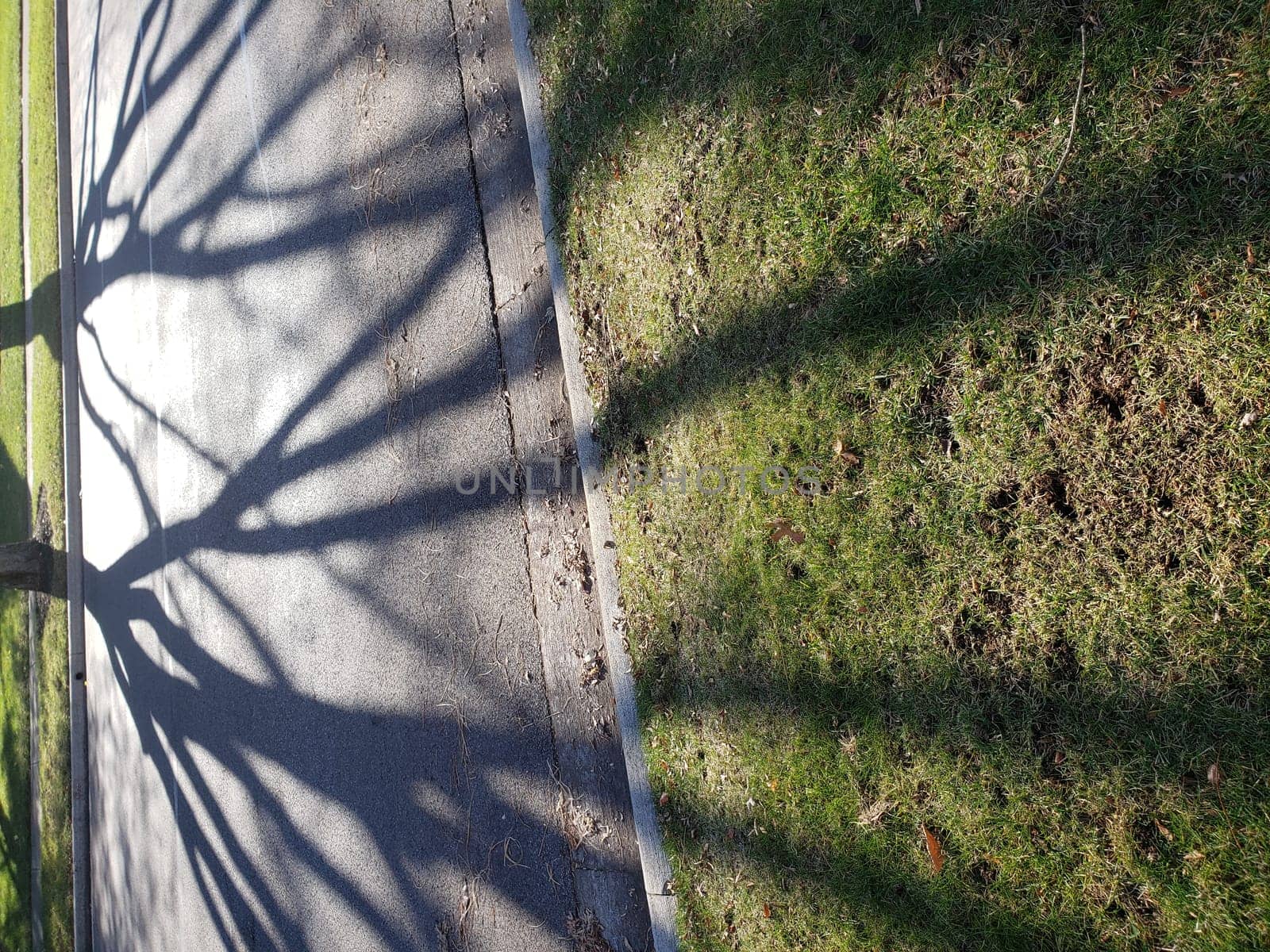 View of Long Tree Shadows Falling Across a Neighborhood Street