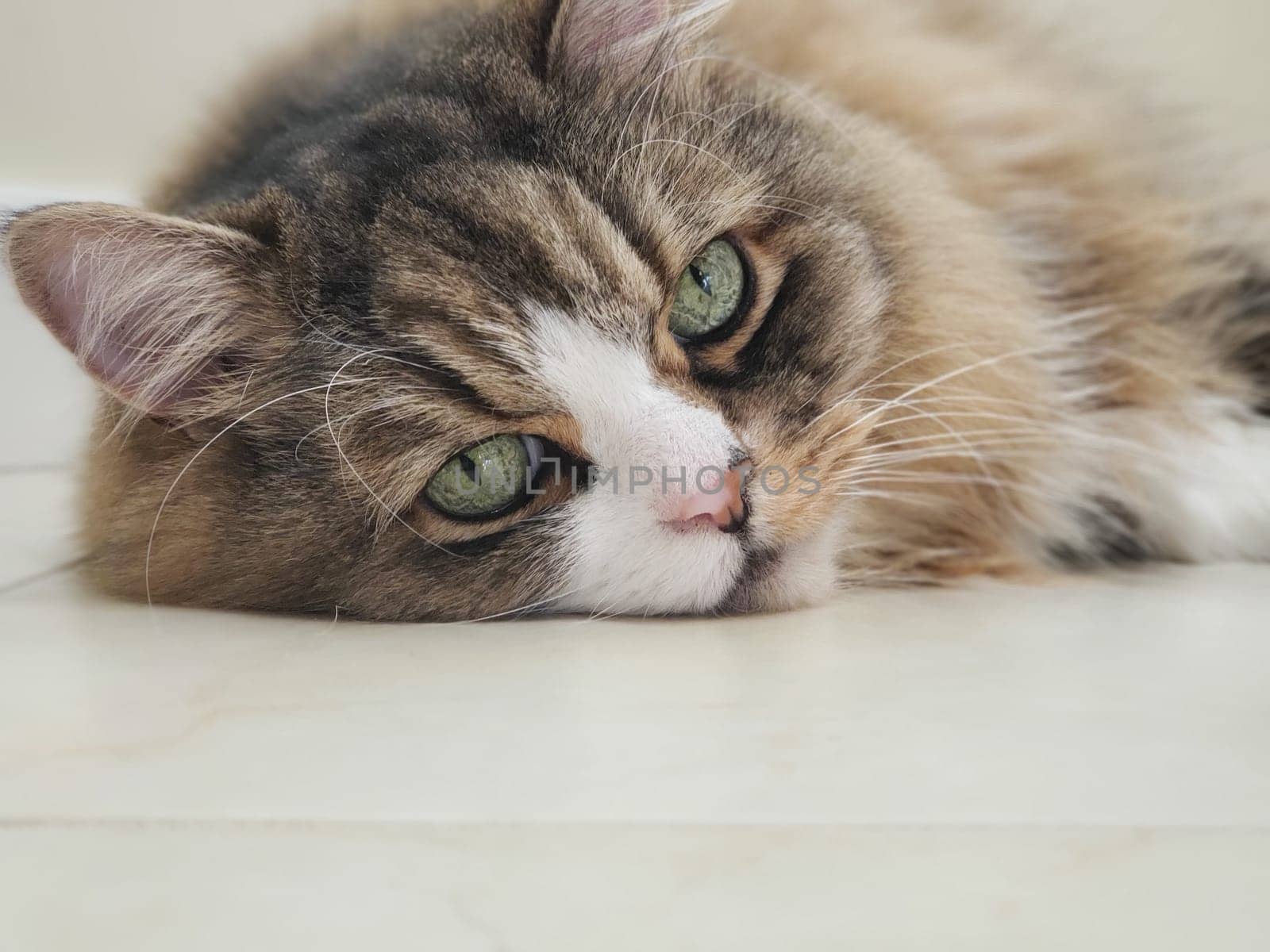 View of a Ragamuffin Cat Resting on a Flat White Floor