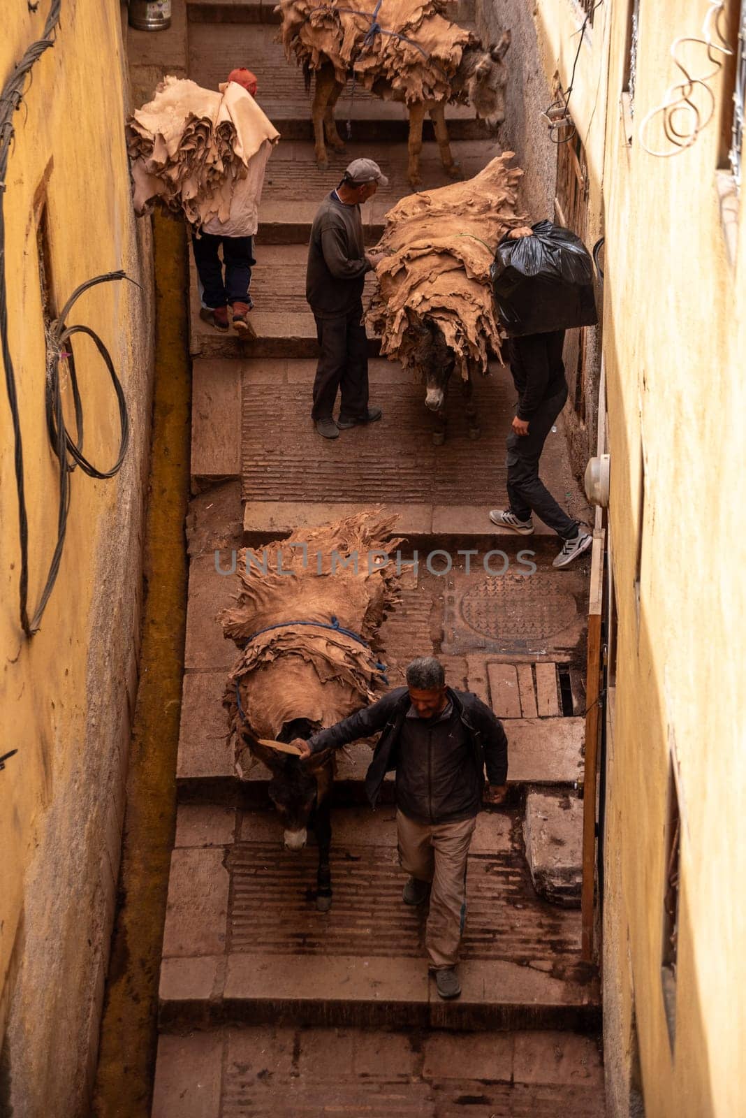 FES, MOROCCO - ARIL 10, 2023 - A donkeys takes dried leather from a tannery in the medina of Fes by imagoDens