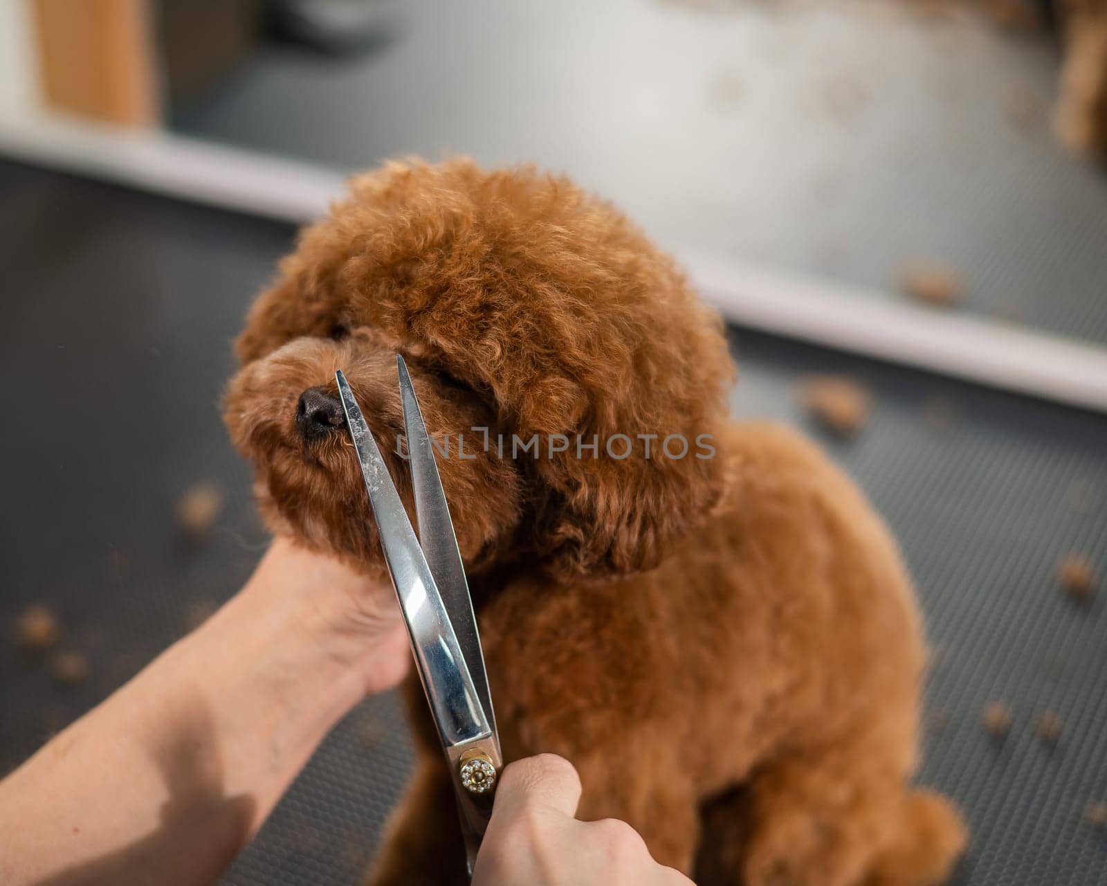 Woman trimming toy poodle with scissors in grooming salon