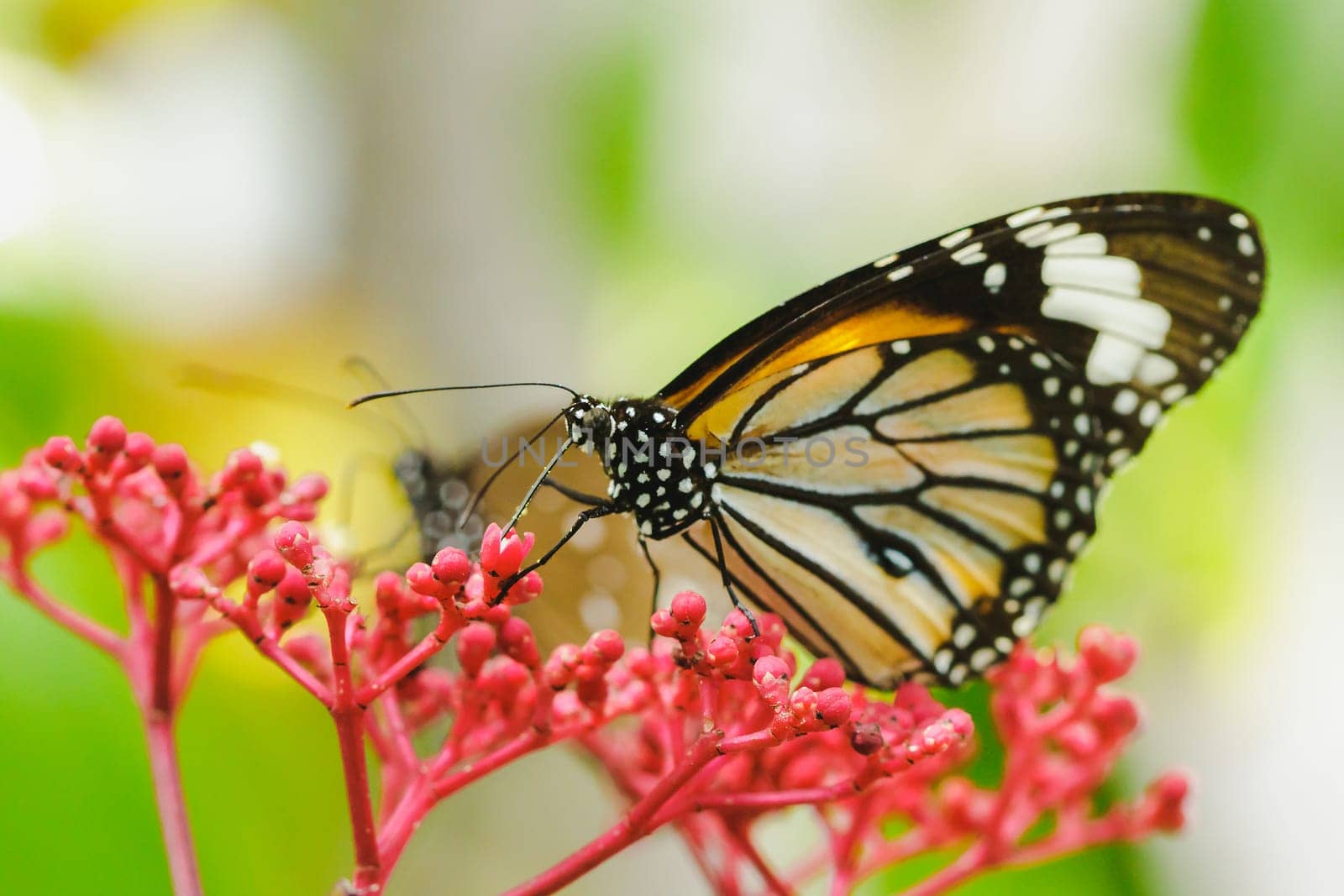 Danaus chrysippus sucking nectar on a red flower.