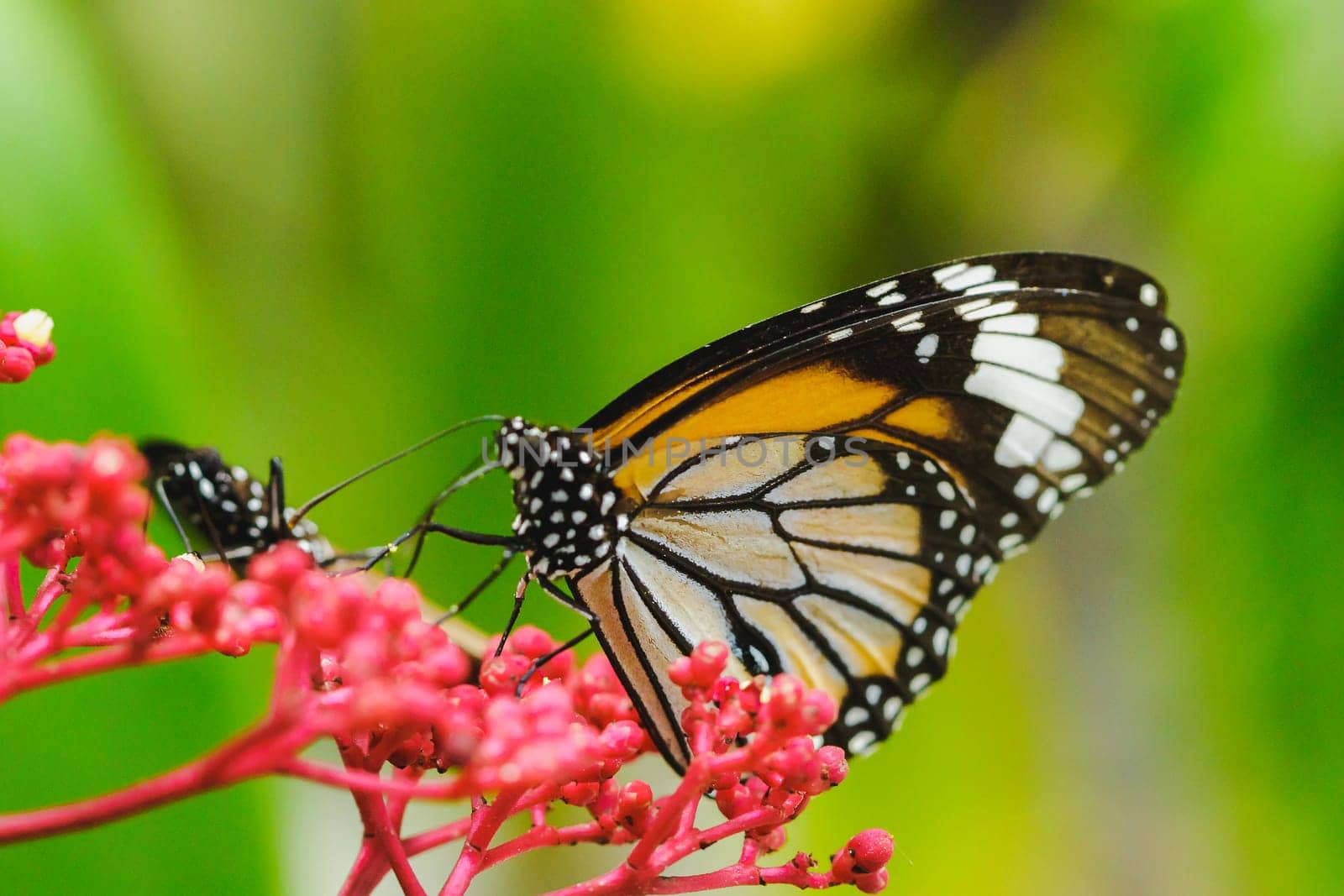 Danaus chrysippus sucking nectar on a red flower.