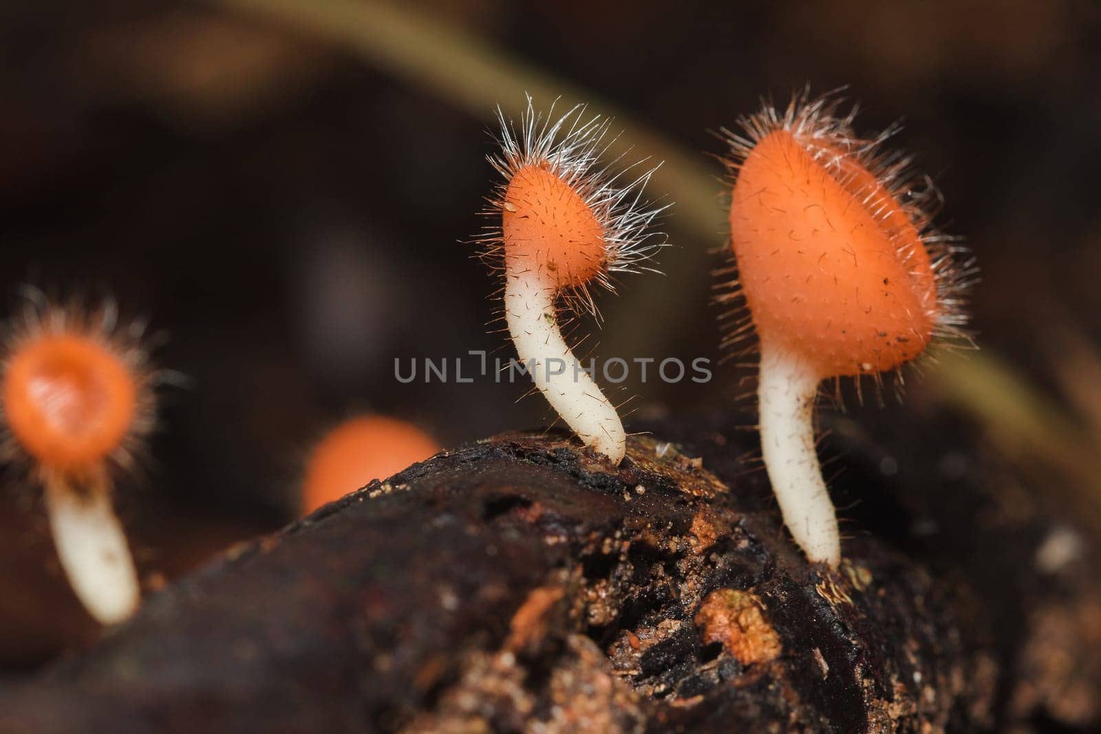 The Fungi Cup is orange, pink, red, found on the ground and dead timber. Found mostly in forests with high humidity during the rainy season.