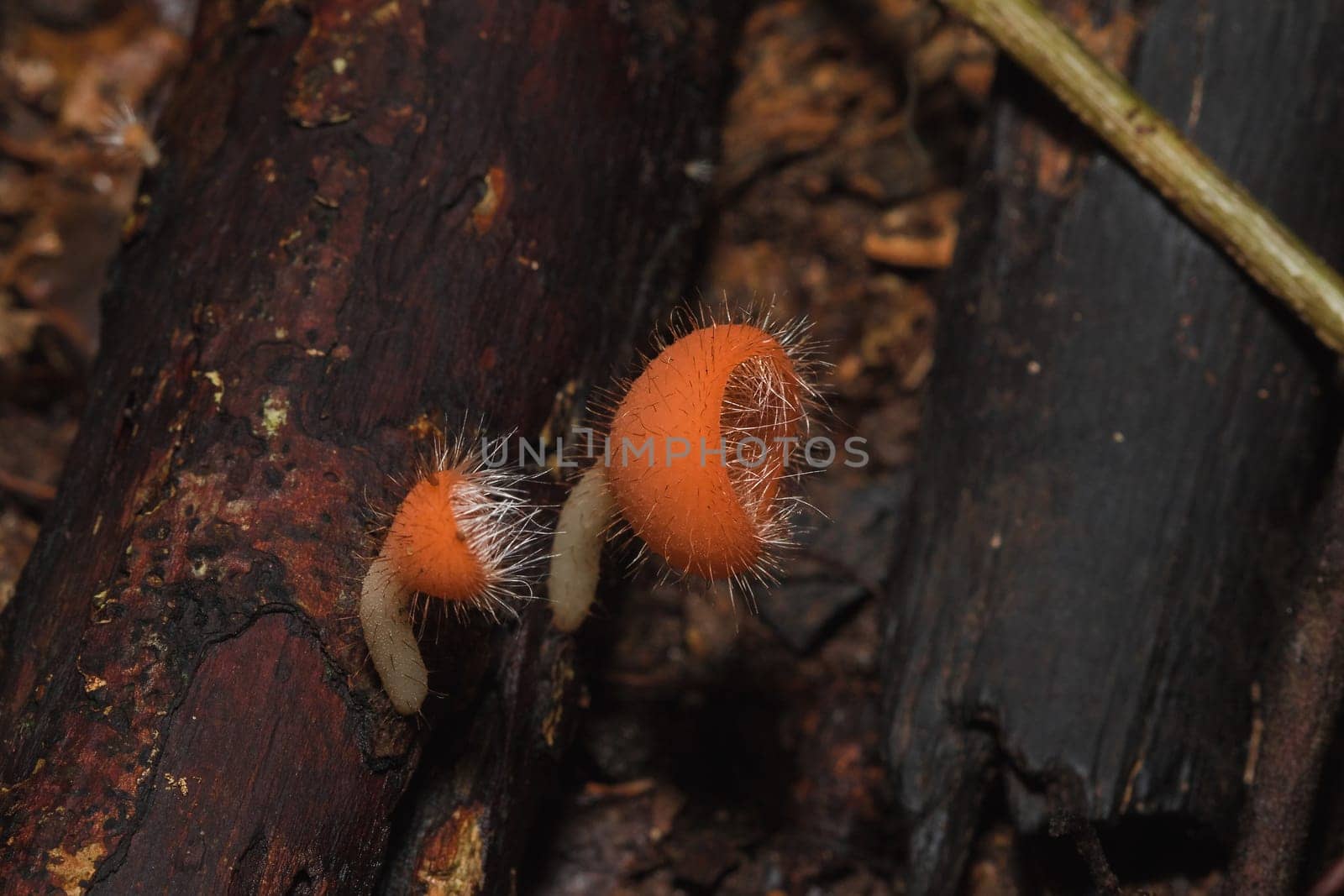 The Fungi Cup is orange, pink, red, found on the ground and dead timber. Found mostly in forests with high humidity during the rainy season.