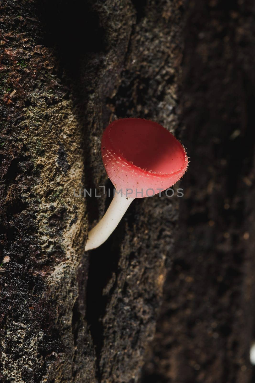 The Fungi Cup is orange, pink, red, found on the ground and dead timber. Found mostly in forests with high humidity during the rainy season.