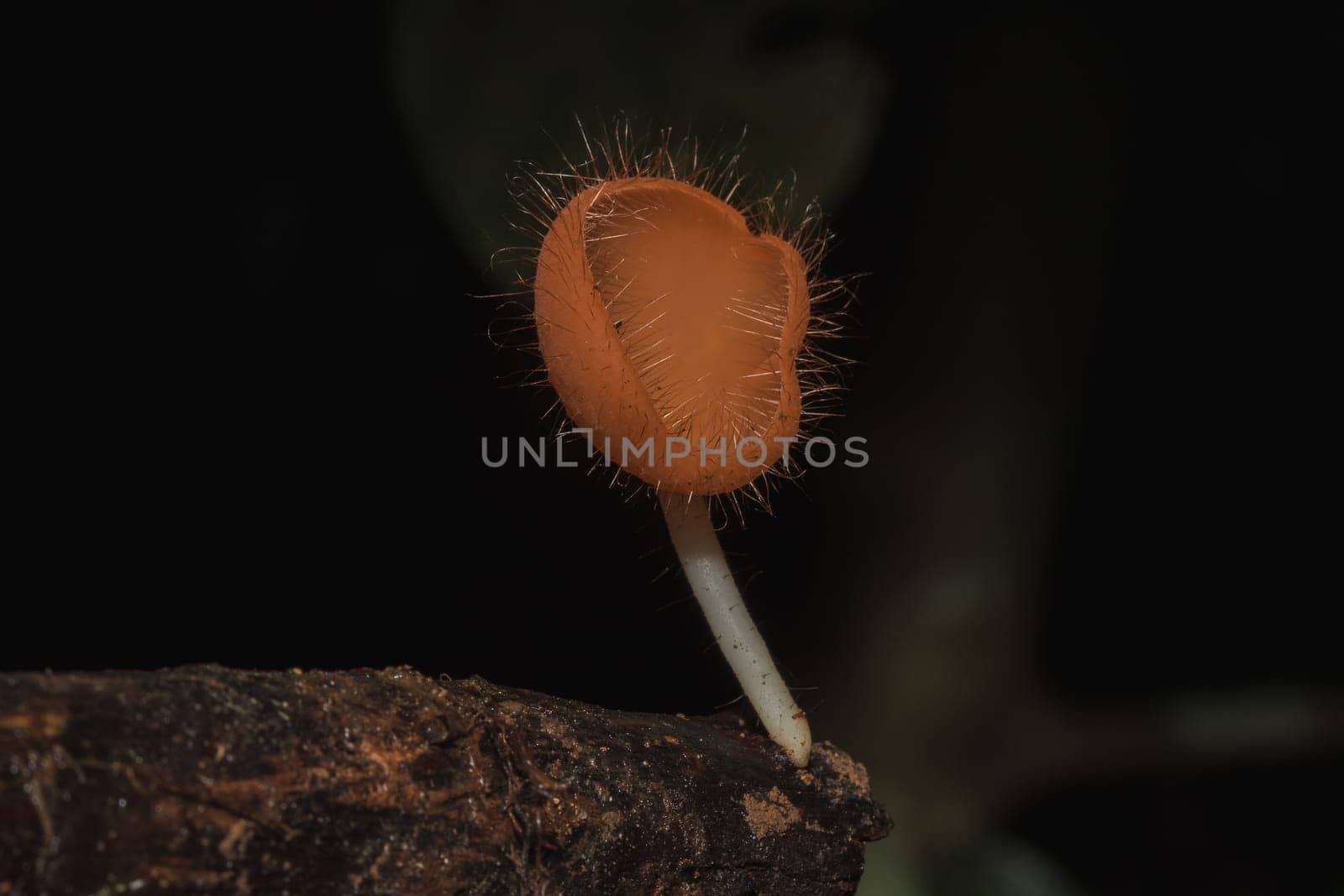 The Fungi Cup is orange, pink, red, found on the ground and dead timber. Found mostly in forests with high humidity during the rainy season.