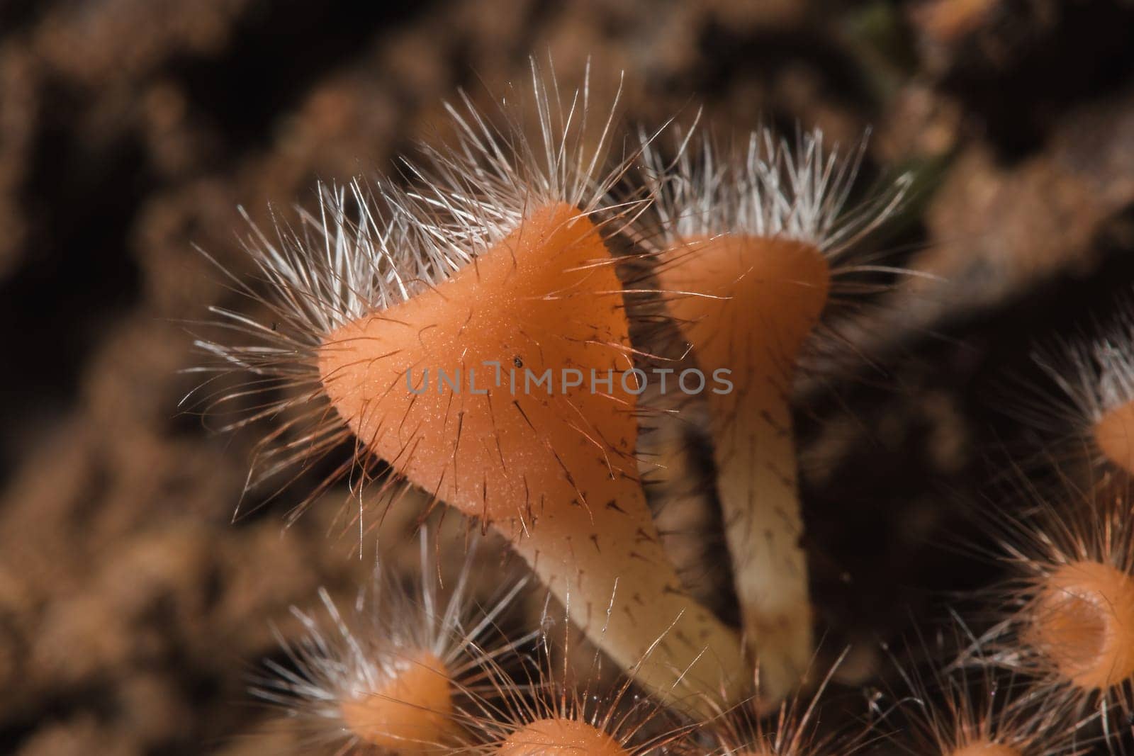 The Fungi Cup is orange, pink, red, found on the ground and dead timber. Found mostly in forests with high humidity during the rainy season.