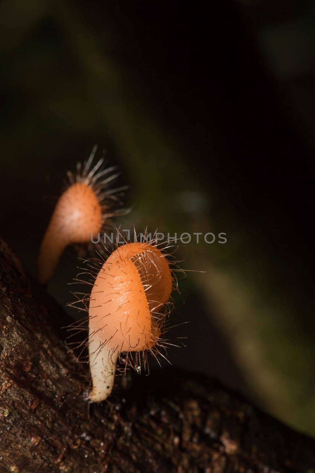 The Fungi Cup is orange, pink, red, found on the ground and dead timber. Found mostly in forests with high humidity during the rainy season.