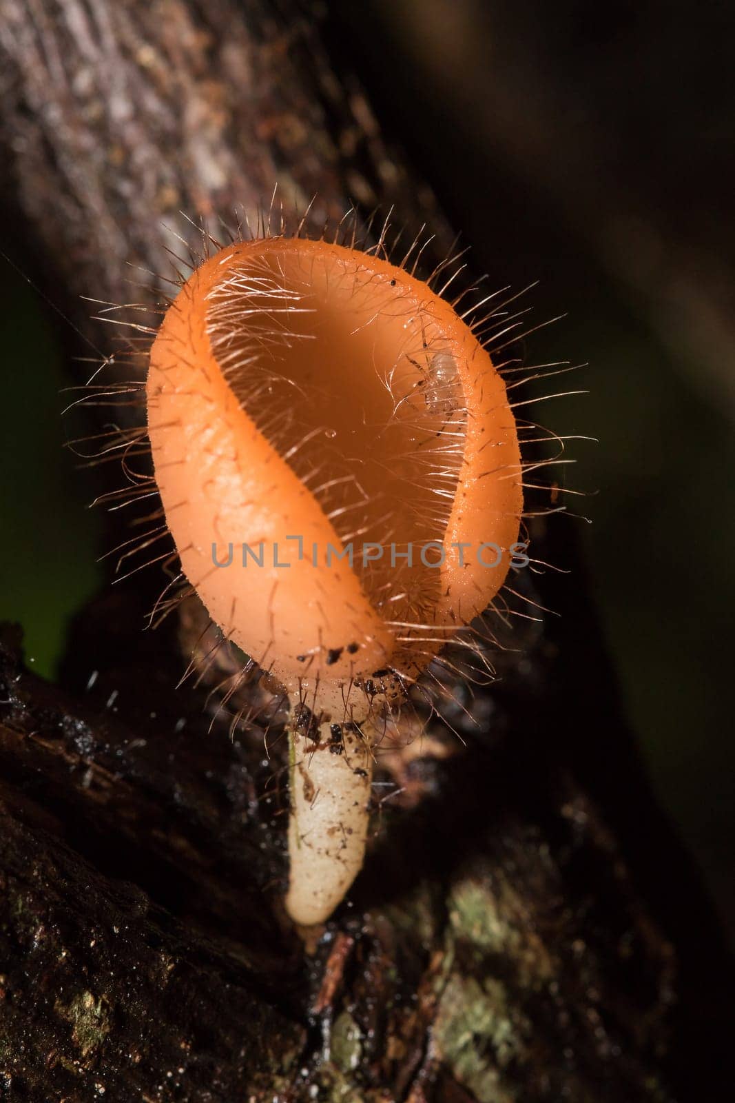 The Fungi Cup is orange, pink, red, found on the ground and dead timber. Found mostly in forests with high humidity during the rainy season.