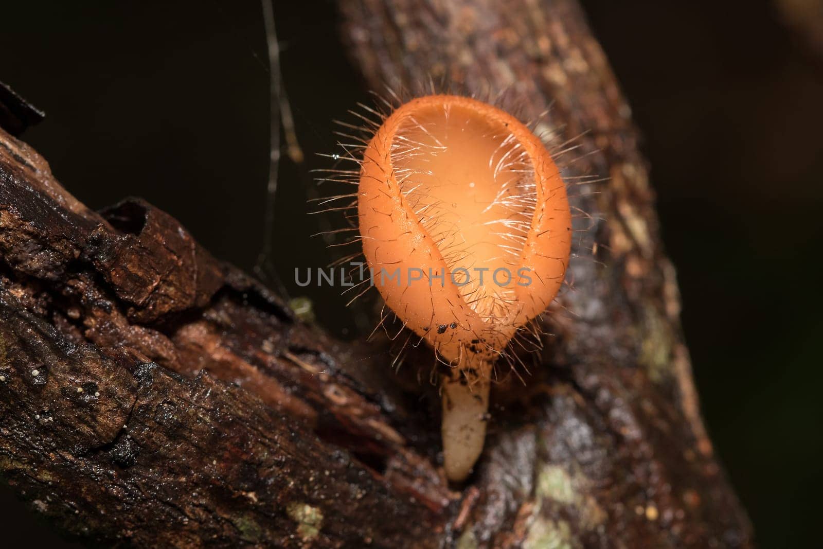 The Fungi Cup is orange, pink, red, found on the ground and dead timber. Found mostly in forests with high humidity during the rainy season.