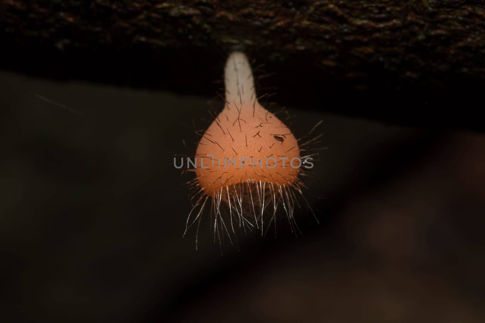 The Fungi Cup is orange, pink, red, found on the ground and dead timber. Found mostly in forests with high humidity during the rainy season.