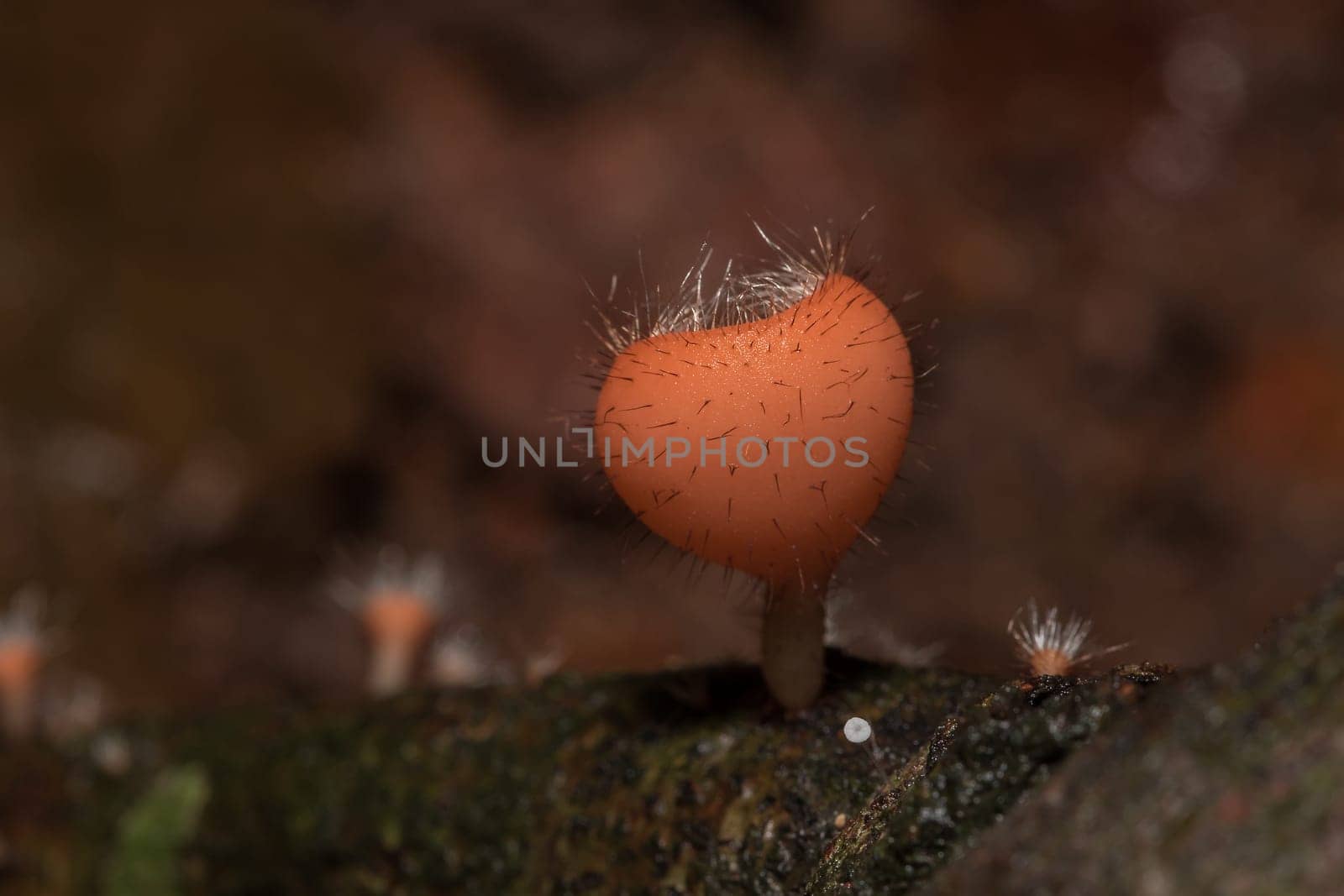 The Fungi Cup is orange, pink, red, found on the ground and dead timber. Found mostly in forests with high humidity during the rainy season.