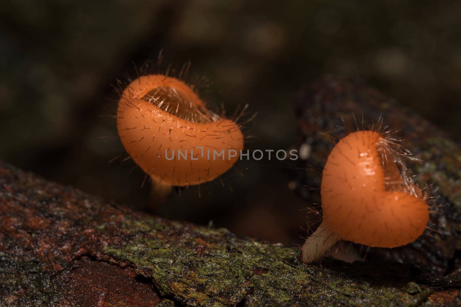 The Fungi Cup is orange, pink, red, found on the ground and dead timber. Found mostly in forests with high humidity during the rainy season.