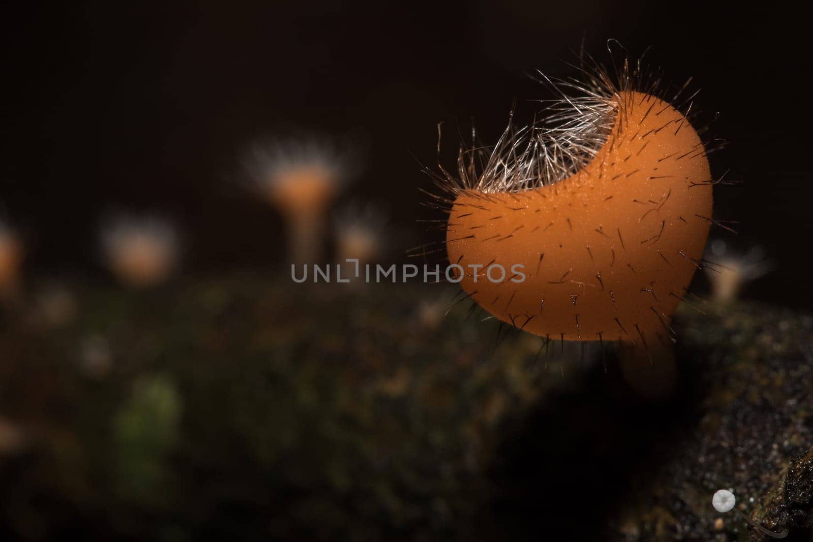 The Fungi Cup is orange, pink, red, found on the ground and dead timber. Found mostly in forests with high humidity during the rainy season.