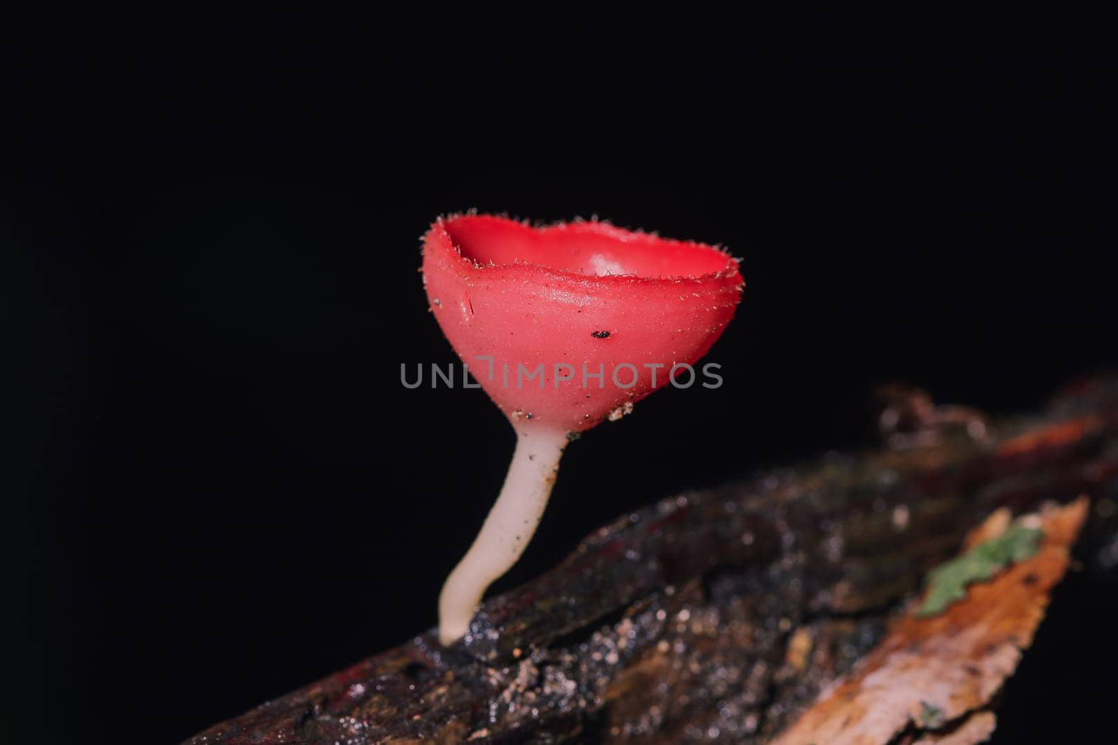 The Fungi Cup is orange, pink, red, found on the ground and dead timber. Found mostly in forests with high humidity during the rainy season.