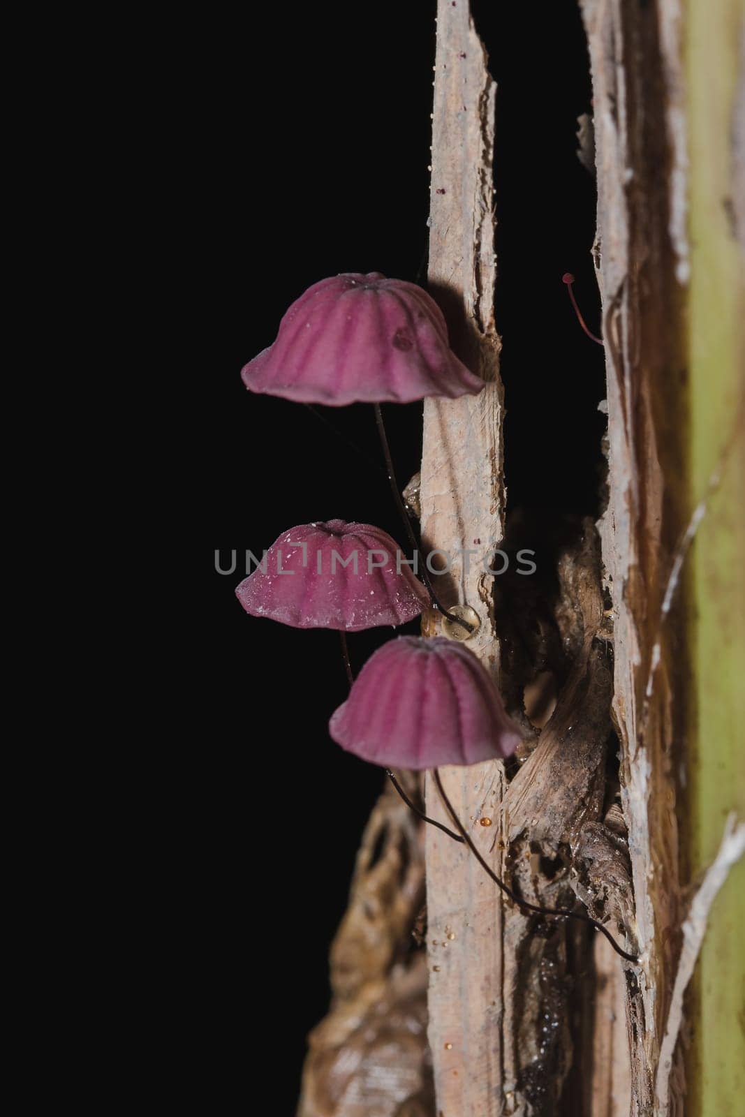 Tiny purple mushrooms in the forest are on the trunk of the trunk.