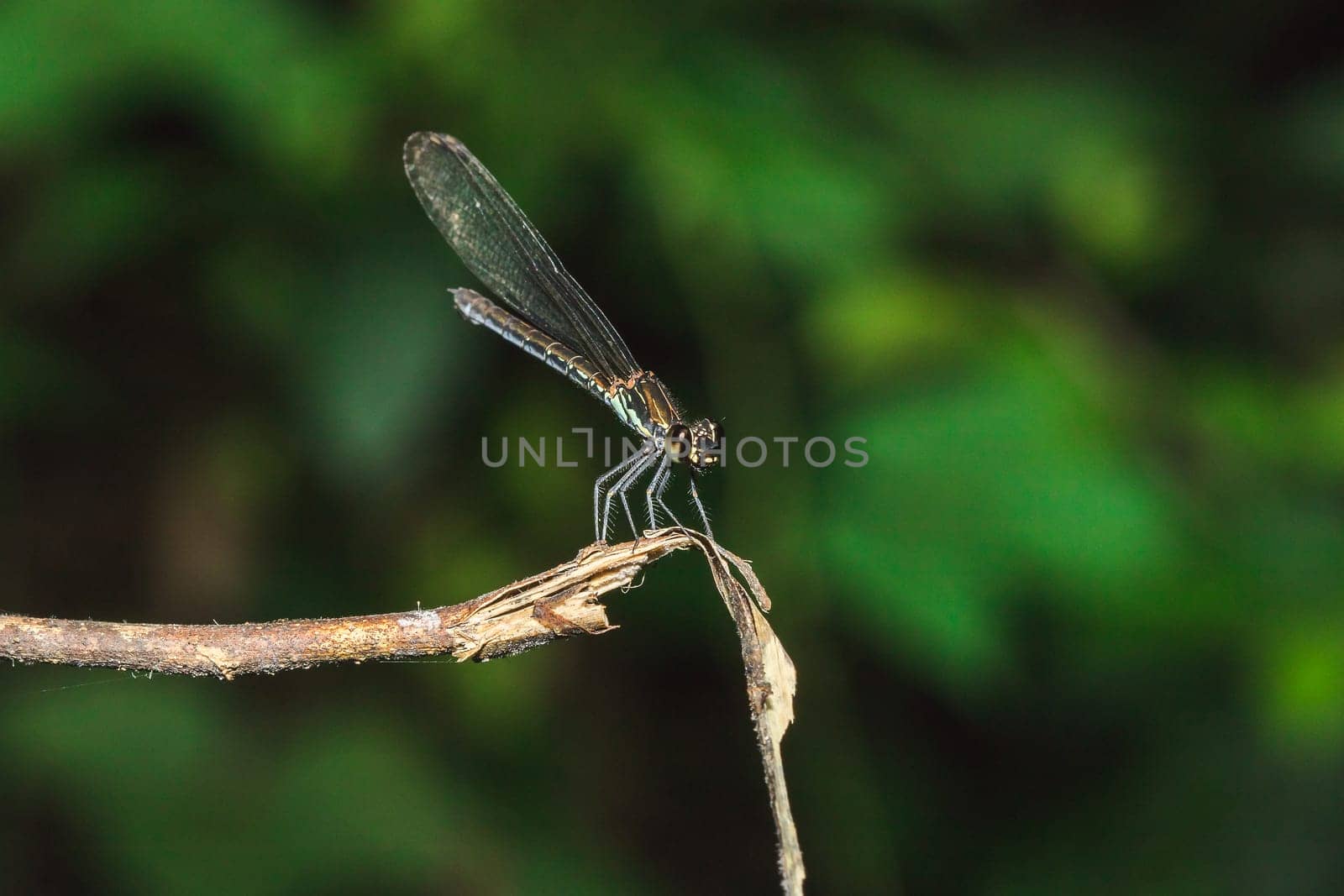 Green dragonfly On the branches by Puripatt