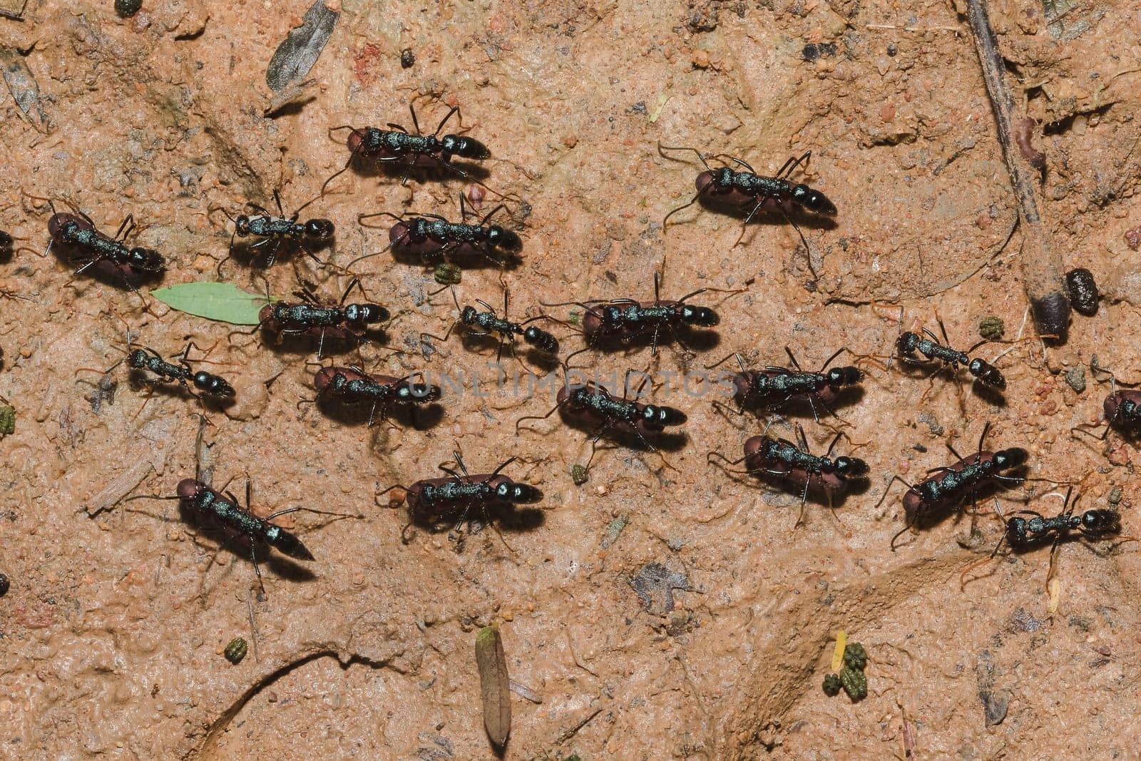 Black ant on the ground carrying food into the nest.