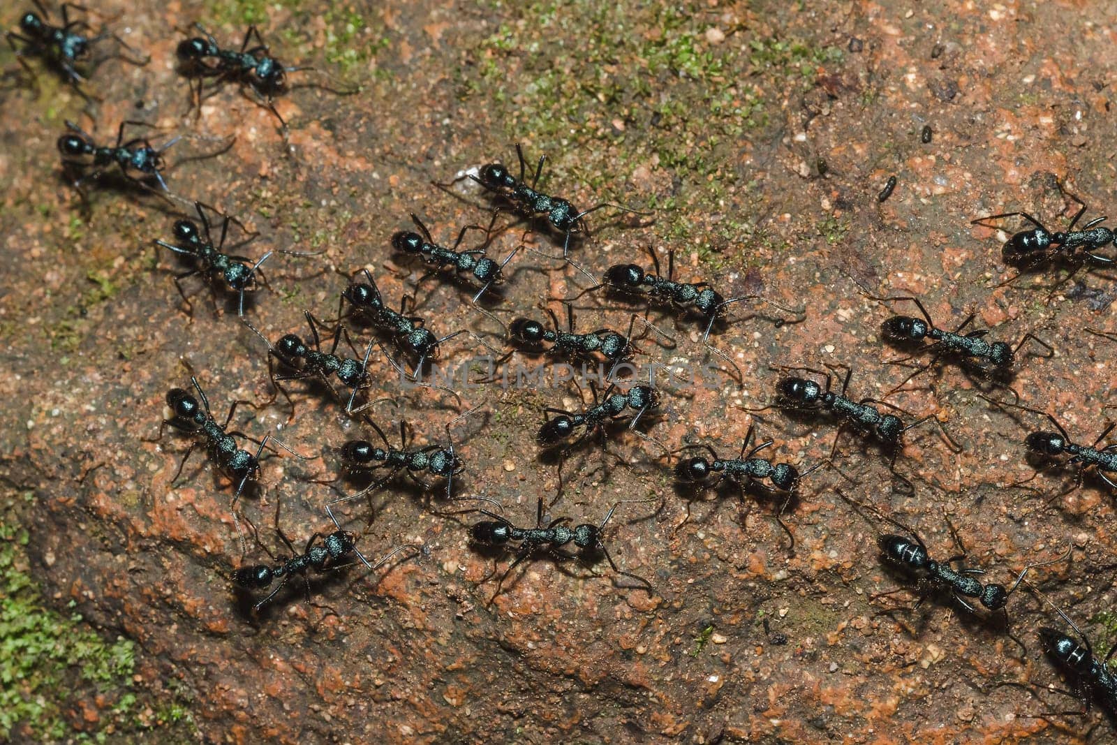 Black ant on the ground carrying food into the nest.