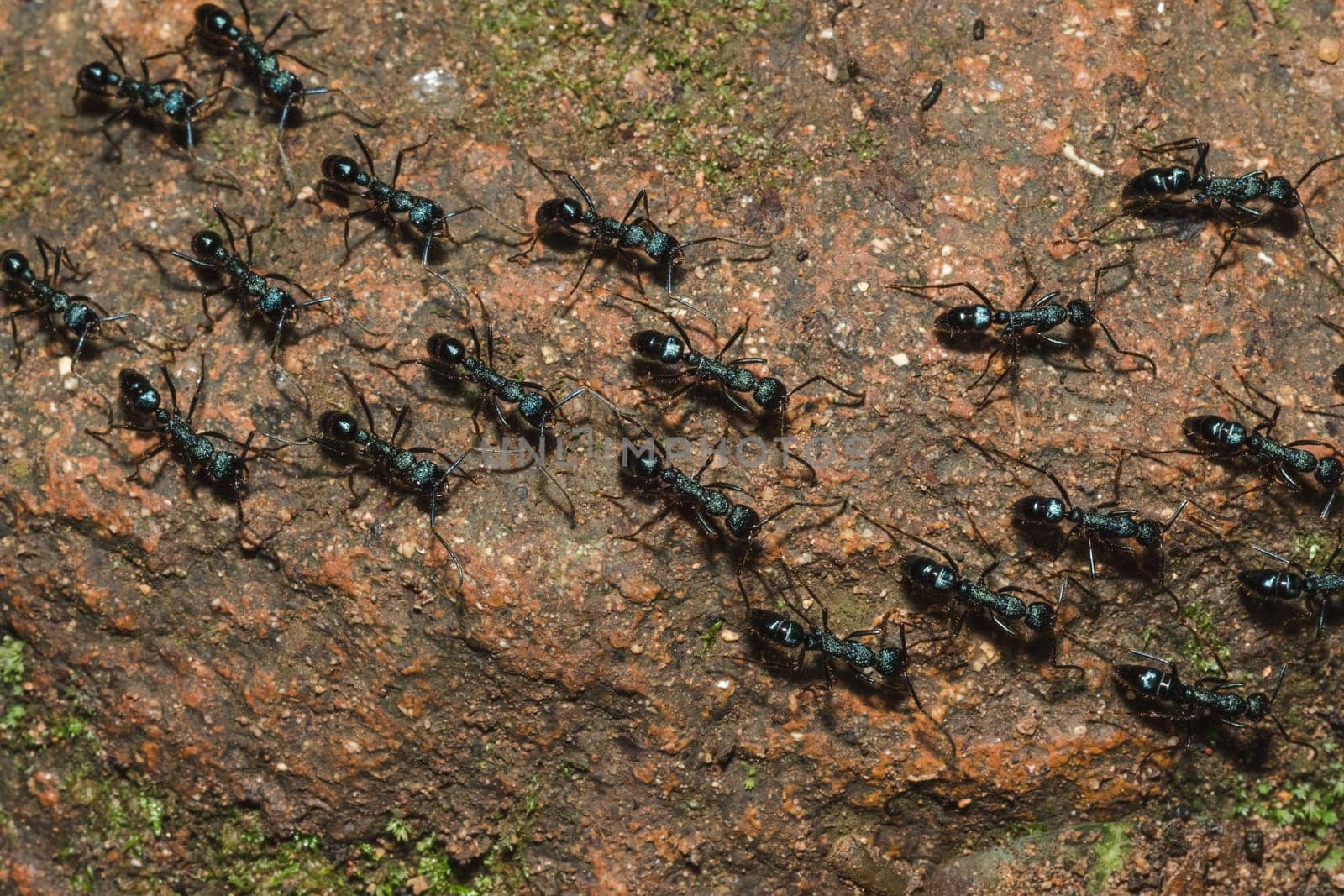 Black ant on the ground carrying food into the nest.