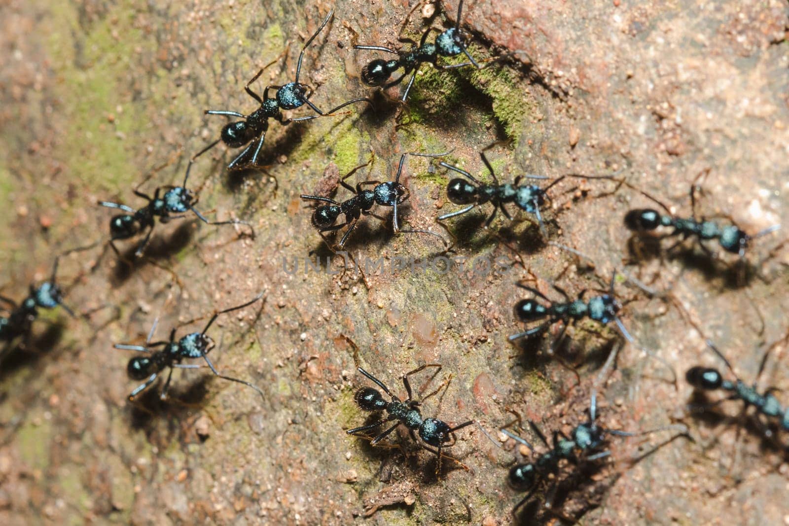 Black ant on the ground carrying food into the nest.