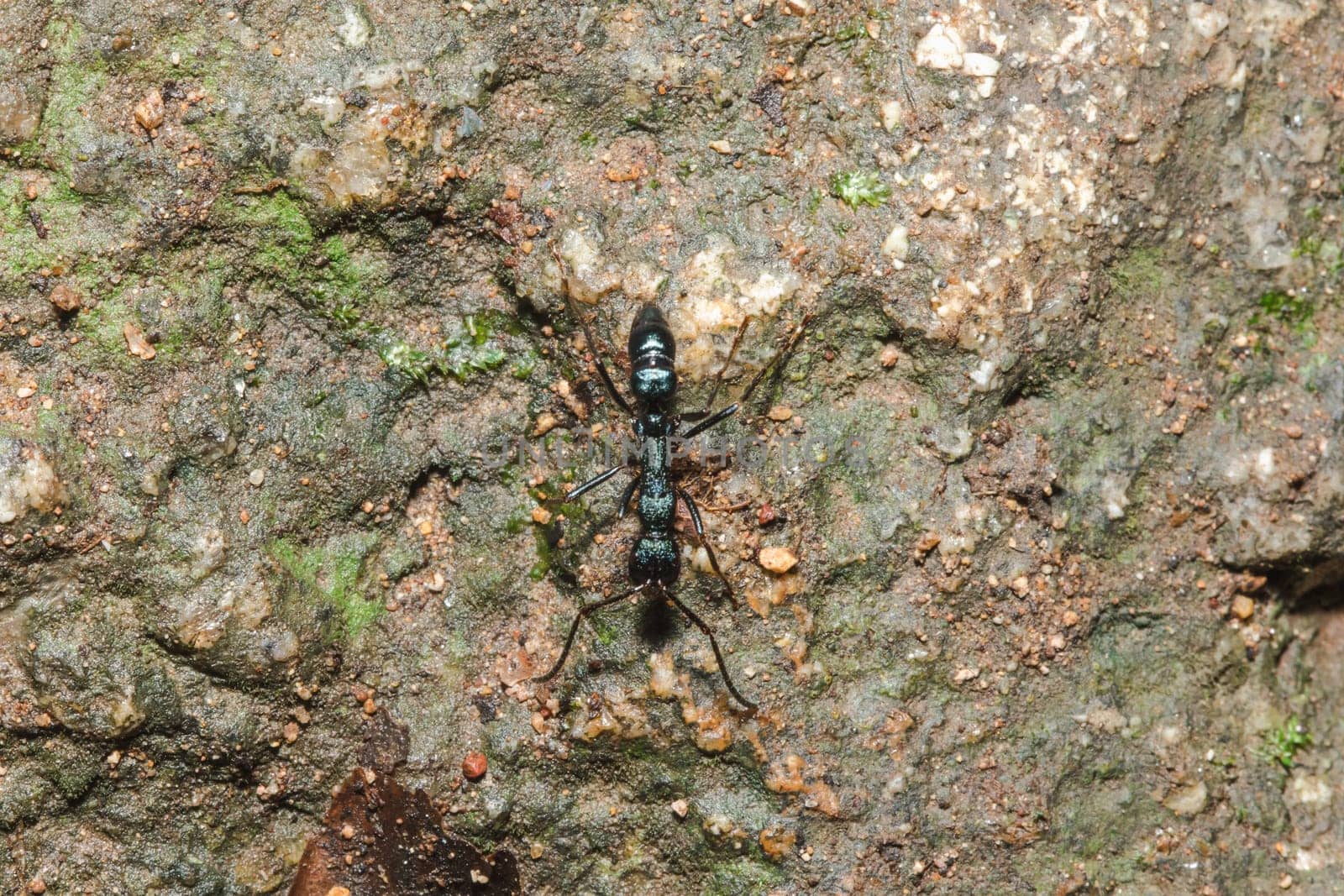 Black ant on the ground carrying food into the nest.