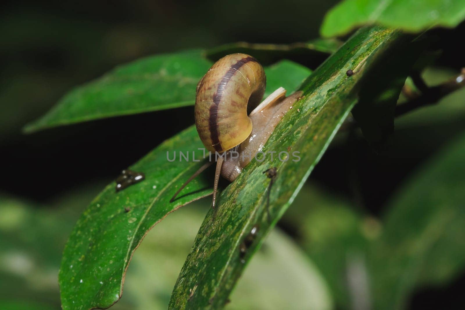 Snail on a leaf in harmony with nature.