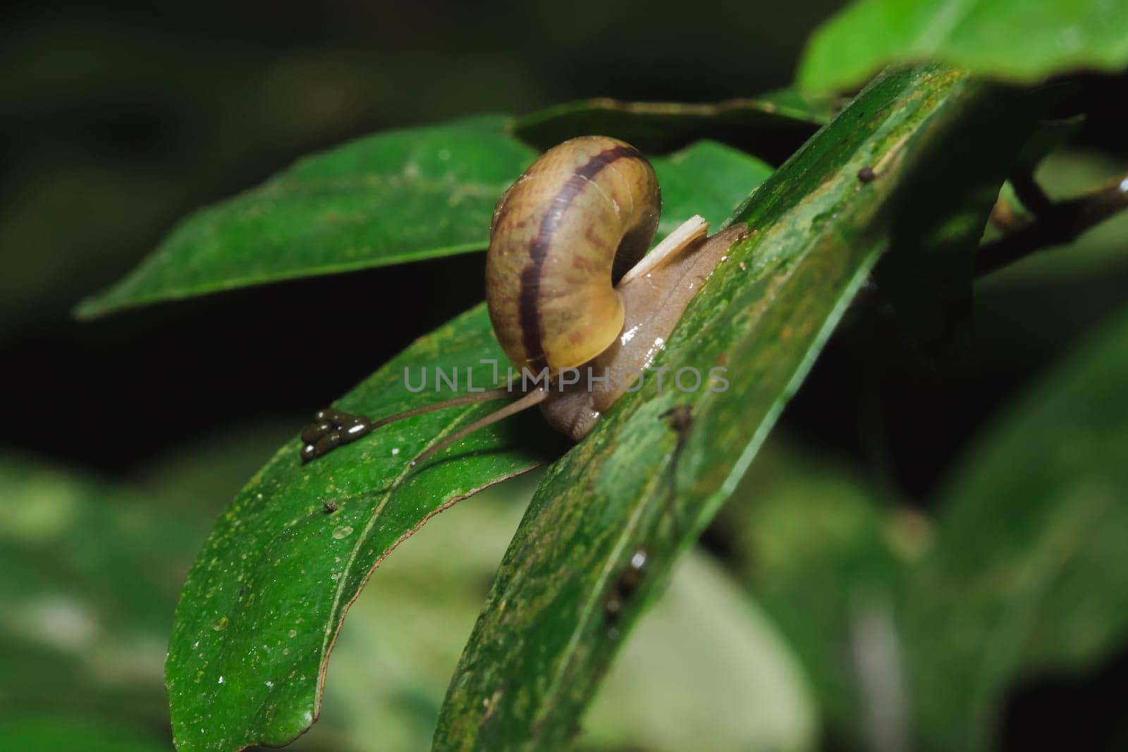 Snail on a leaf by Puripatt