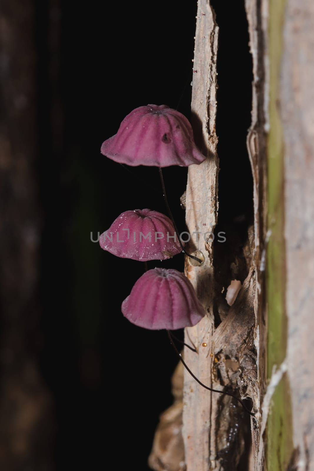 Tiny purple mushrooms in the forest are on the trunk of the trunk.