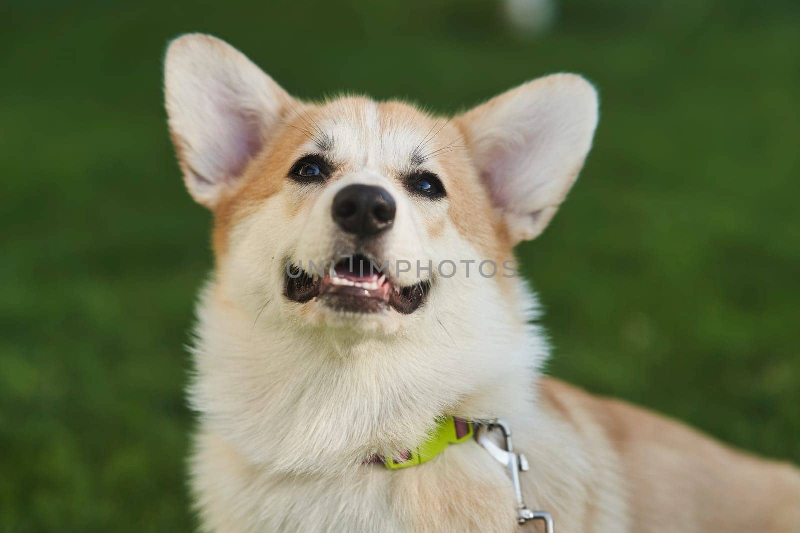 close up portrait of happy Welsh Corgi Pembroke dog smiling in a park in summer. High quality photo