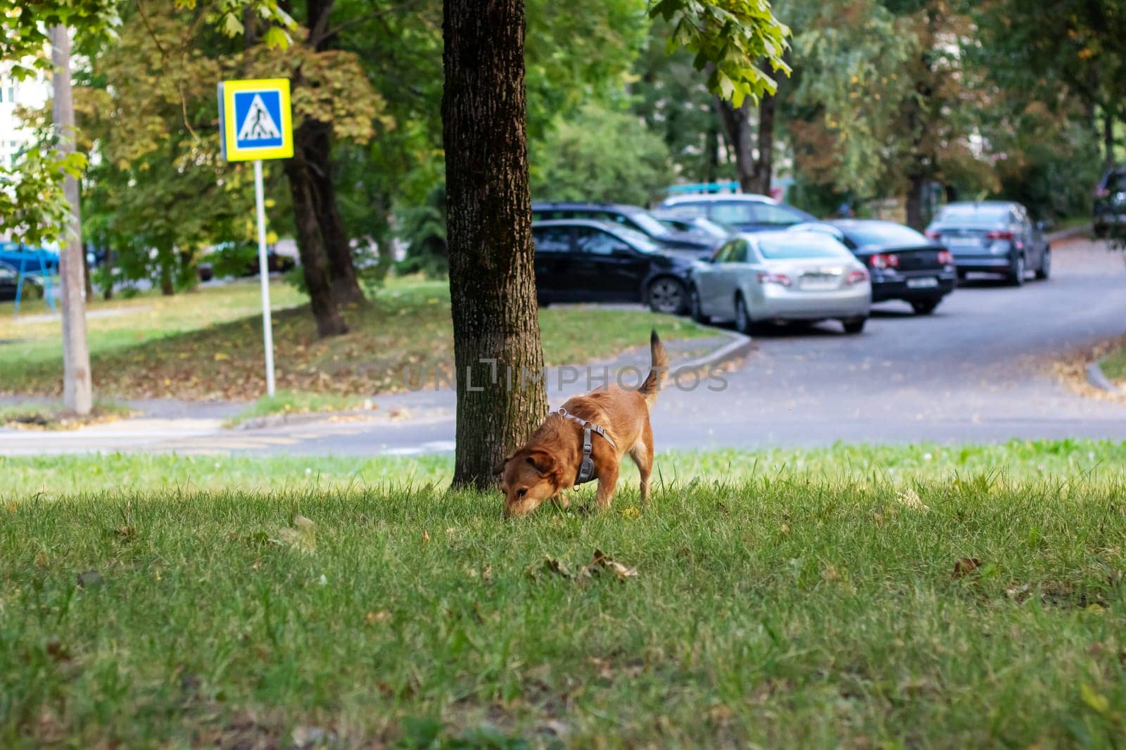 Ginger dog sniffing the ground close up portrait