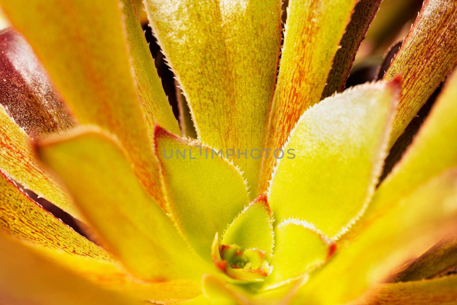 Houseleek , sempervivum plant , detail by victimewalker