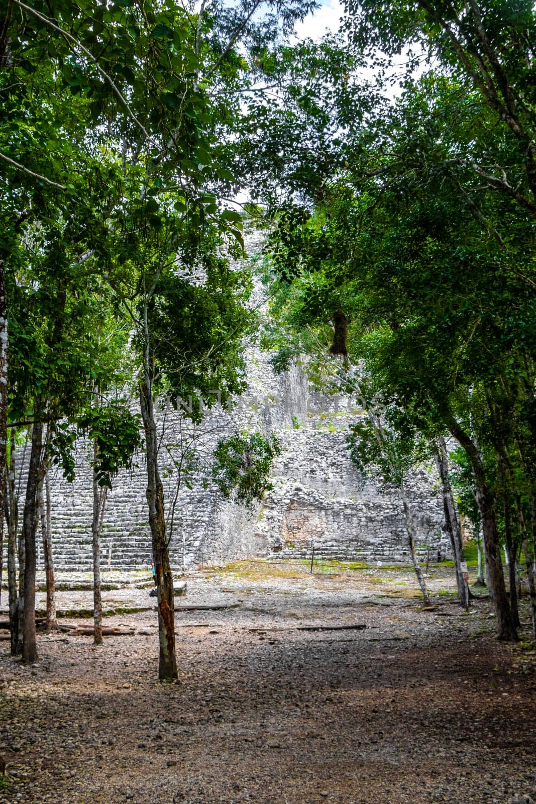 Coba Maya Ruins Nohoch Mul pyramid in tropical jungle Mexico. by Arkadij