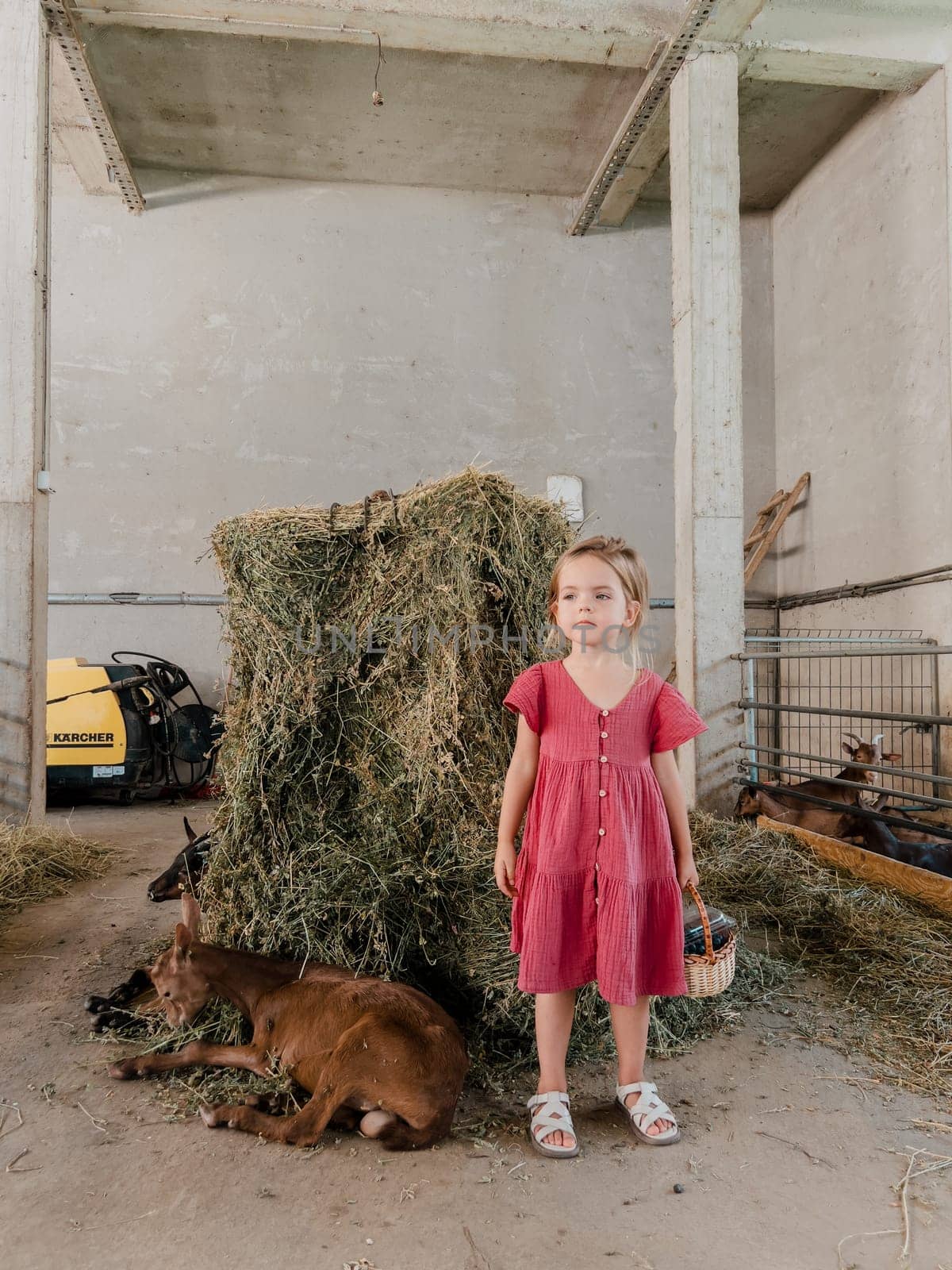 Little girl with a basket of blueberries stands near the goatlings lying on a haystack by Nadtochiy