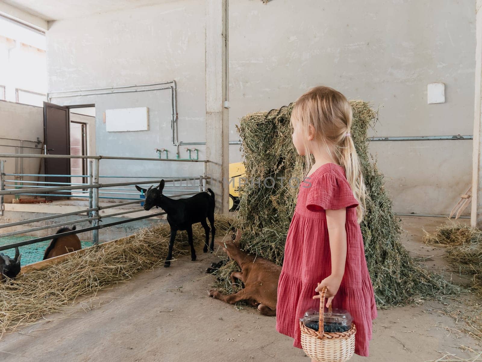 Little girl with a basket stands near the paddock and looks at the eating goats. High quality photo