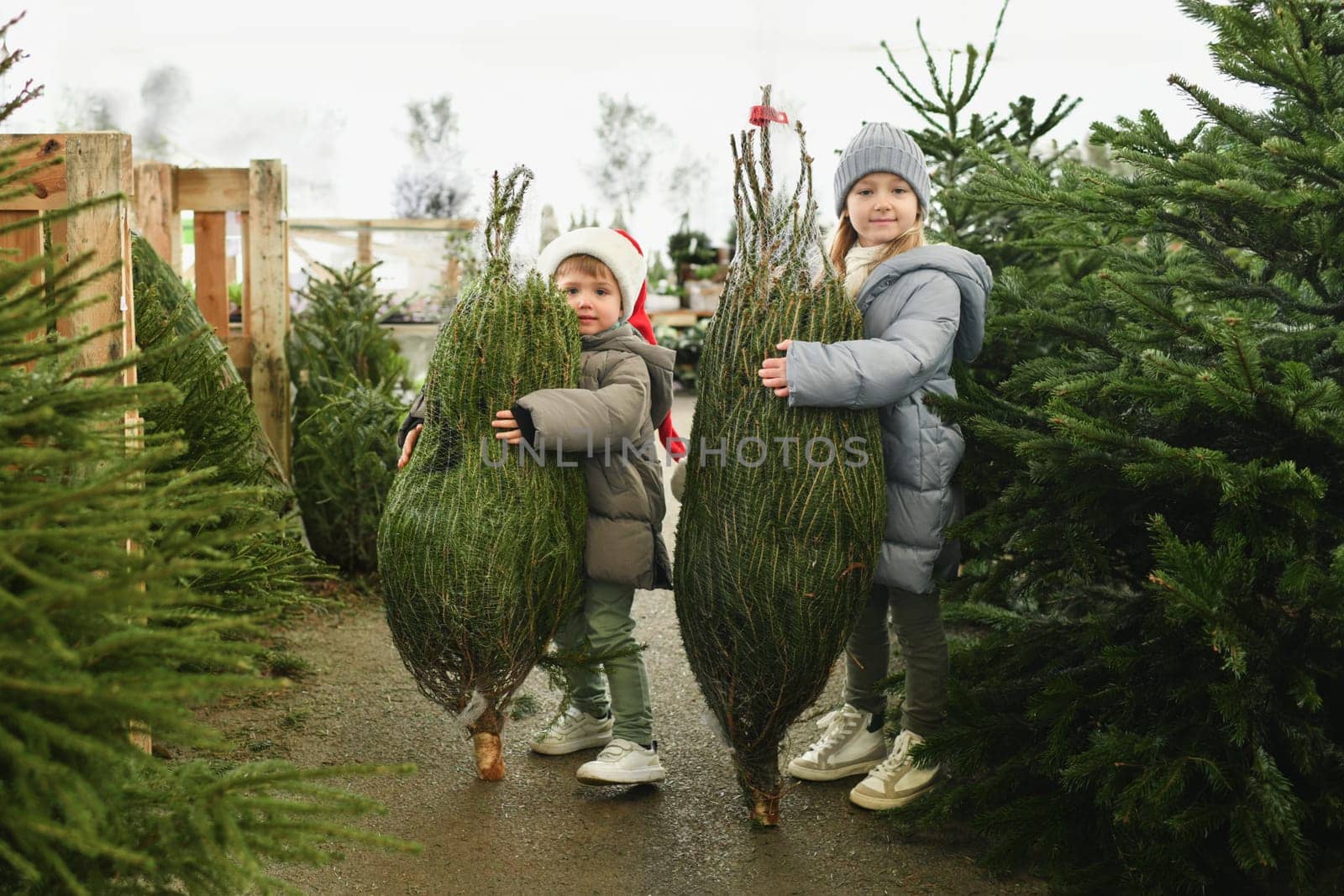 Children choose for buying a Christmas tree in the market.