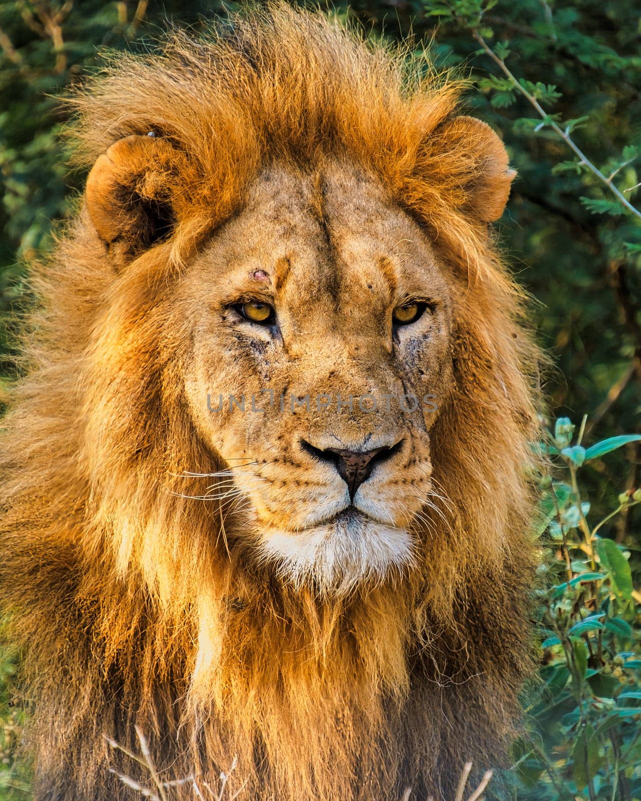 Close up of an African Lion during a safari game drive in Kruger National park South Africa