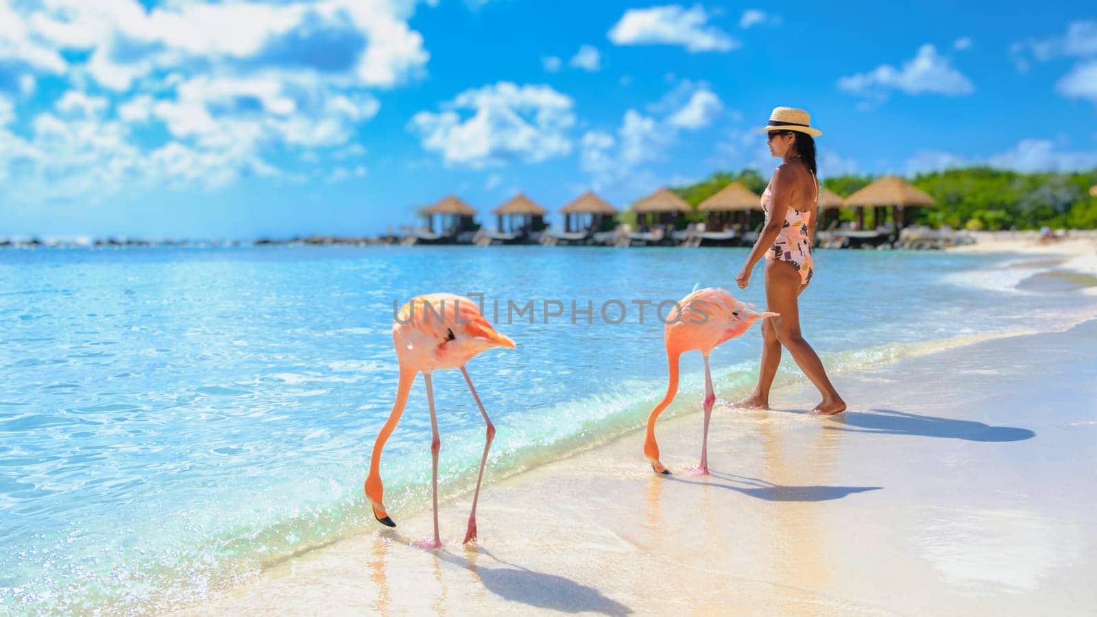 Asian women on the beach with pink flamingos at Aruba, flamingo at the beach in Aruba Island Caribbean. woman in a bikini relaxing on the beach during vacation