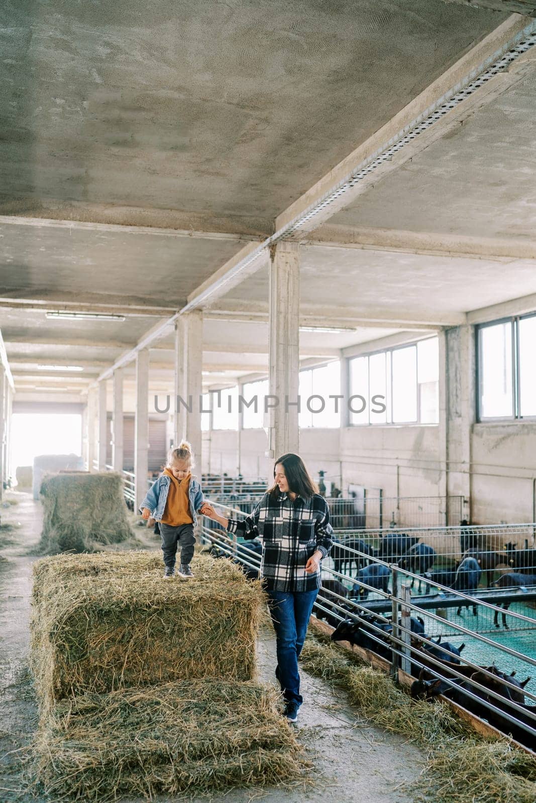 Little girl walks on a haystack holding her mother hand near the goat pens. High quality photo