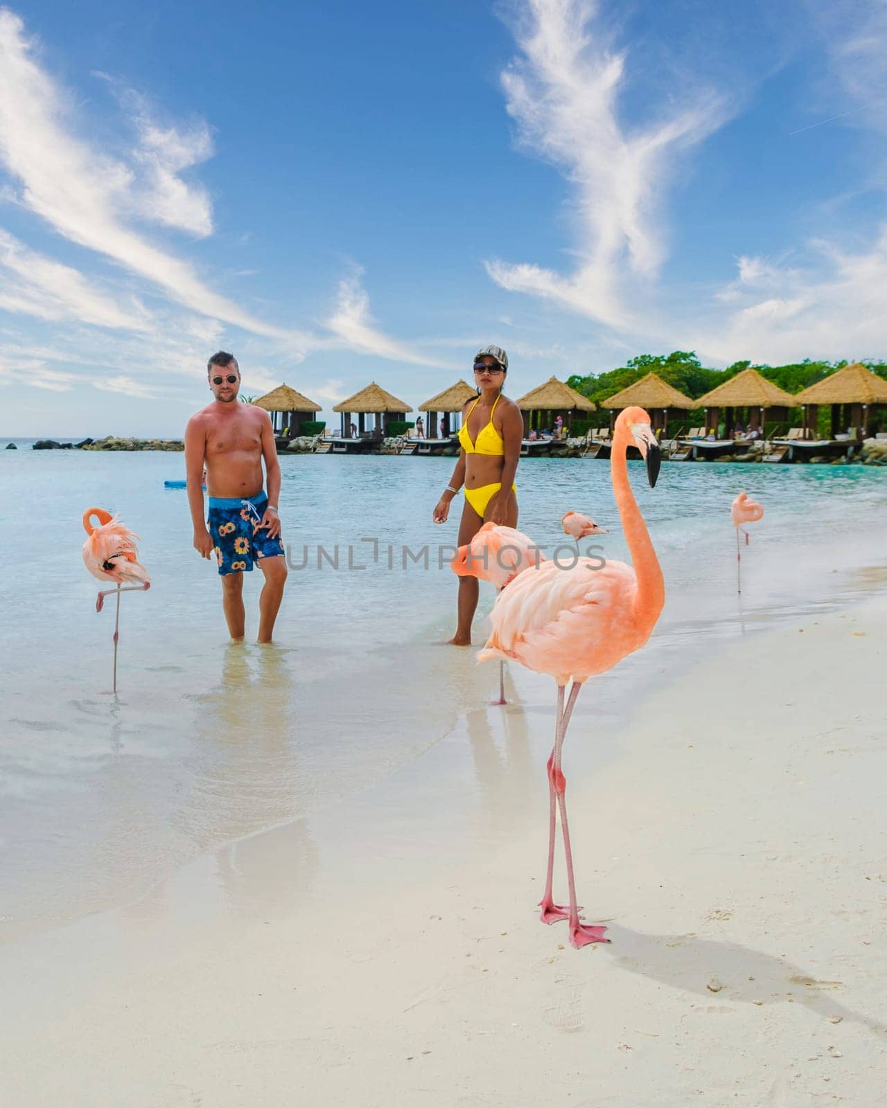 Couple of men and women on the Aruba beach with pink flamingos Aruba Island Caribbean. by fokkebok