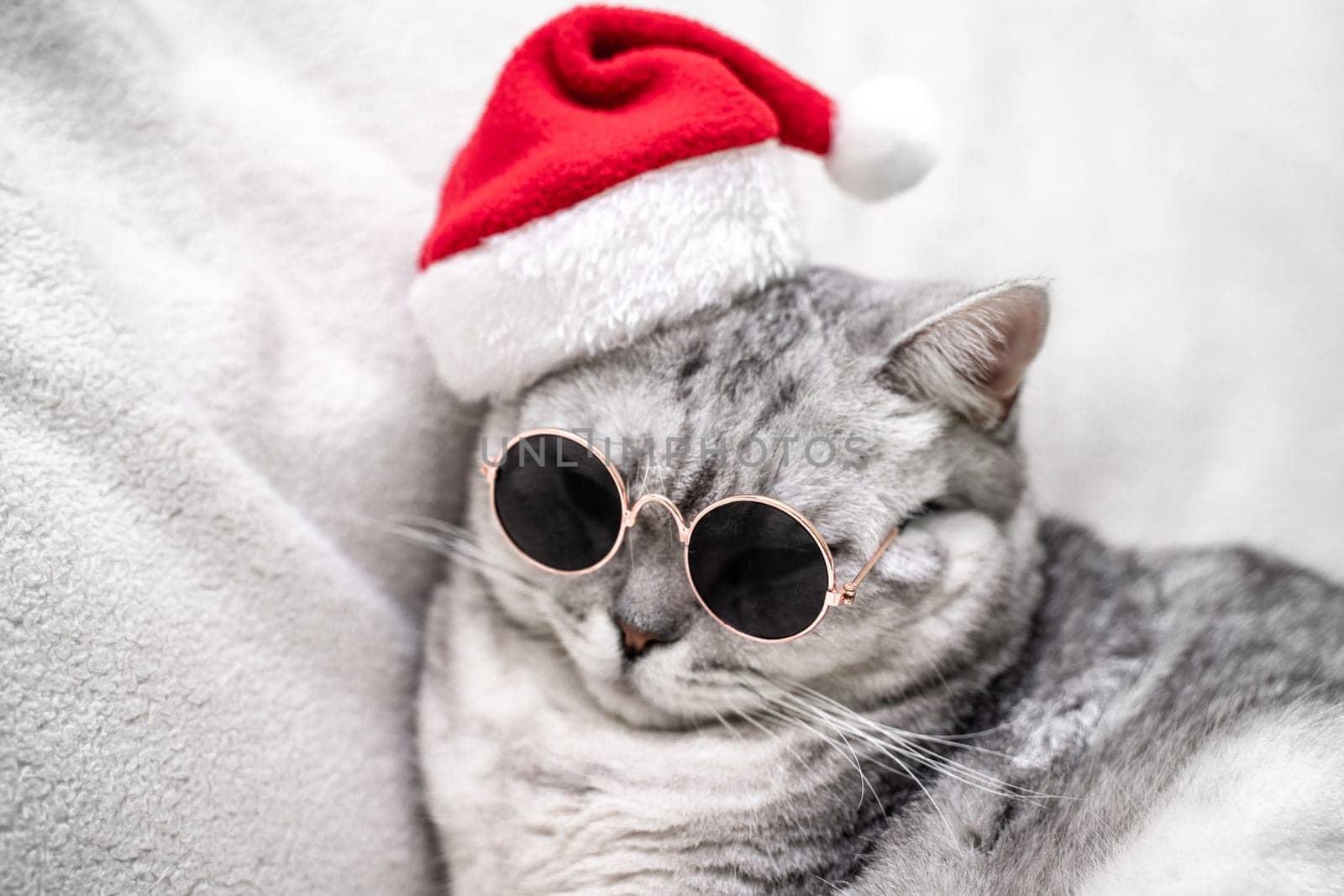 scottish straight cat in a red santa hat and dark glasses sits on a white background. Pets, Christmas stories with pets