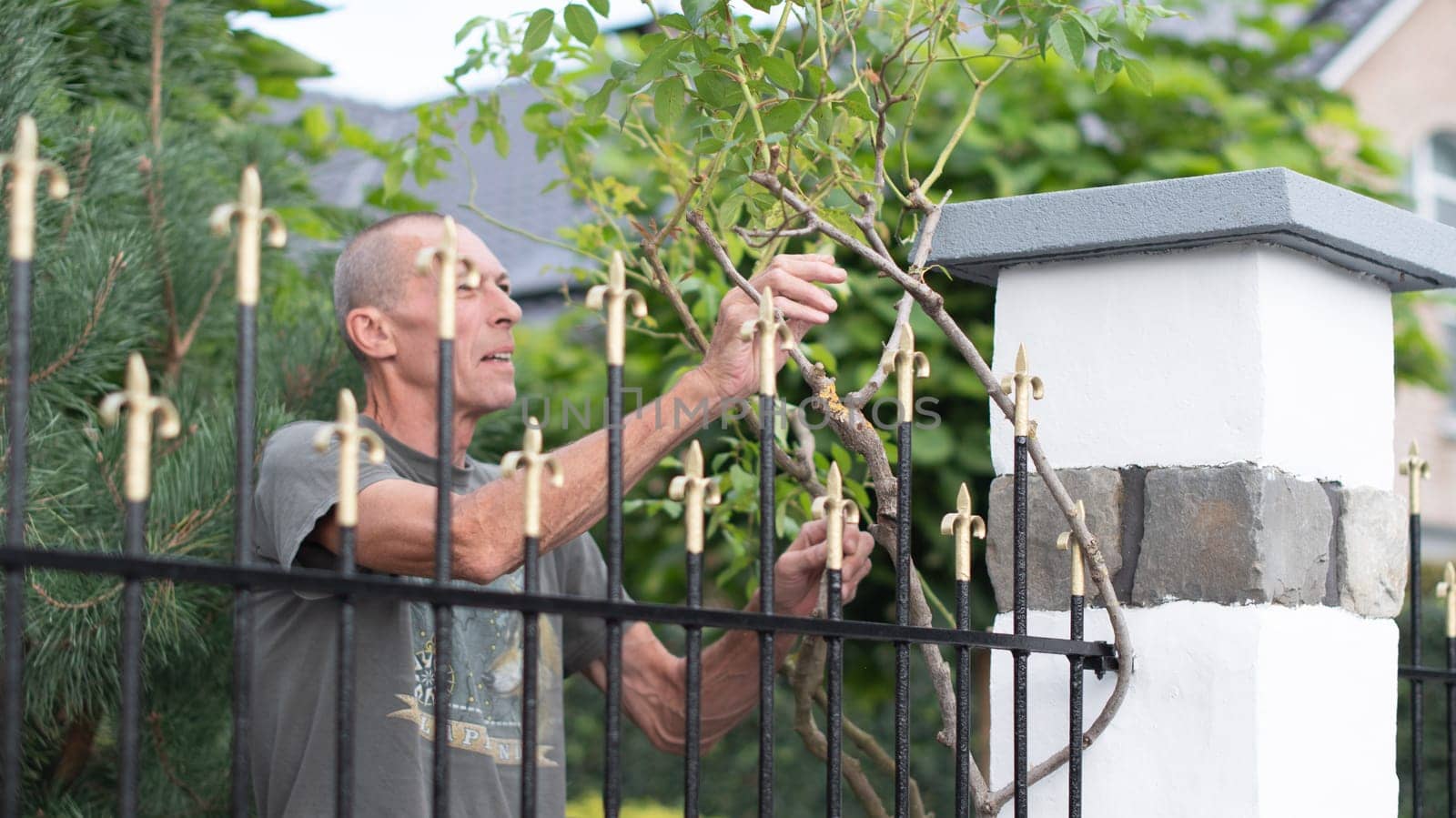 man pensioner takes care of a rose that weaves along the bars of a metal fence near the house, removes excess branches by KaterinaDalemans