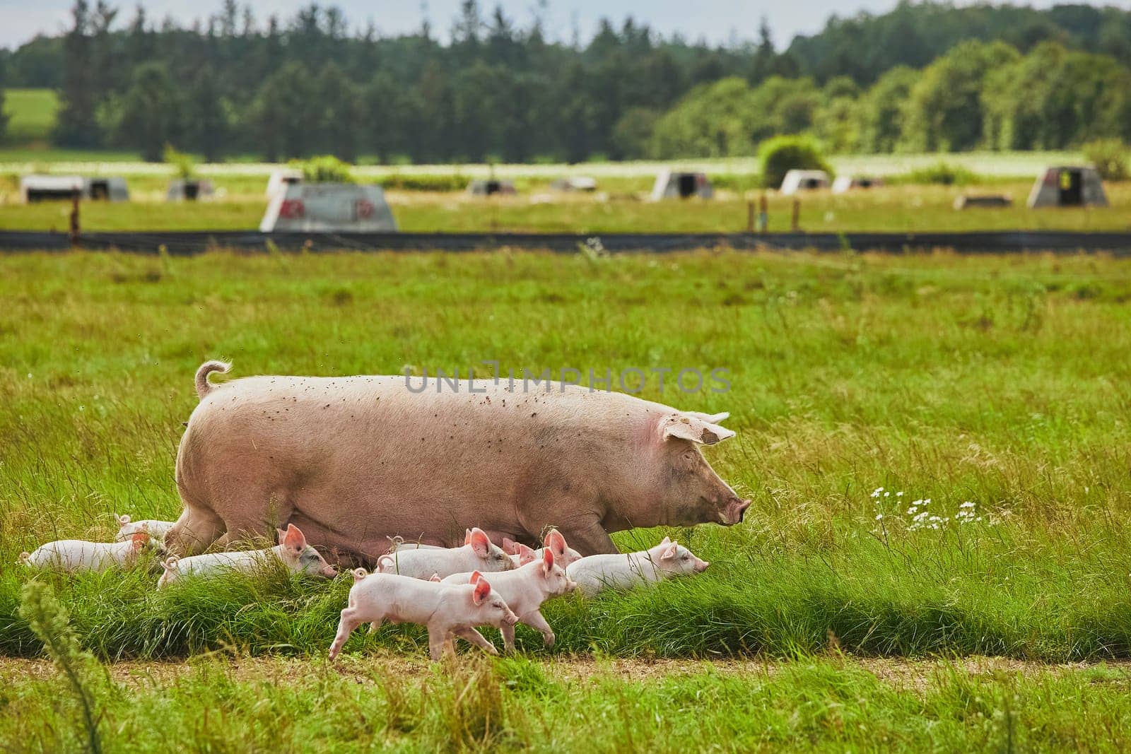 Eco pig farm in the field in Denmark by Viktor_Osypenko