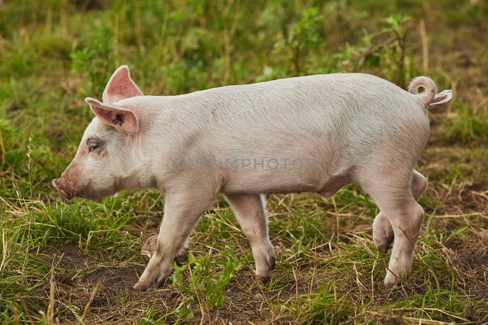 Eco pig farm in the field in Denmark. Cute pig in the pasture by Viktor_Osypenko