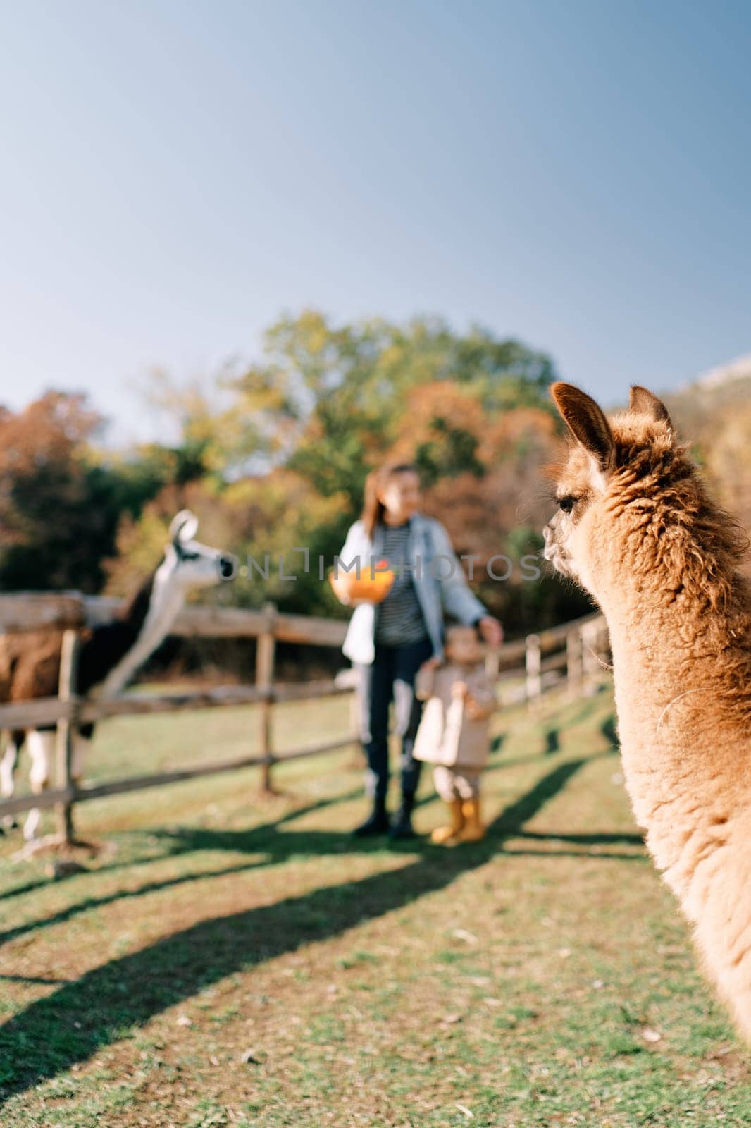 Fluffy llamas look at mom and little girl standing with a bowl of food near them. High quality photo