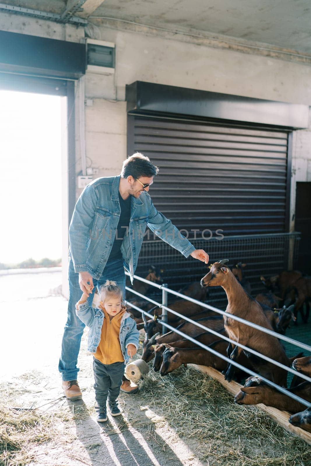 Little girl walks through the farm holding the hand of her dad stroking a goat in a paddock. High quality photo