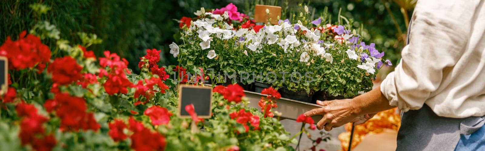 Woman professional gardener take care of houseplants in floral store. High quality photo